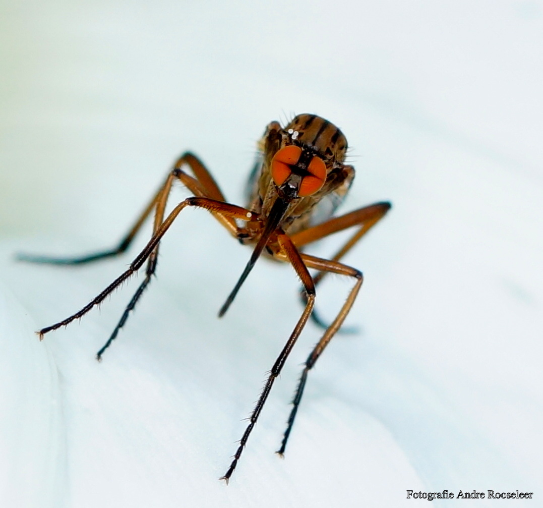 akkerdisteldansvlieg-1