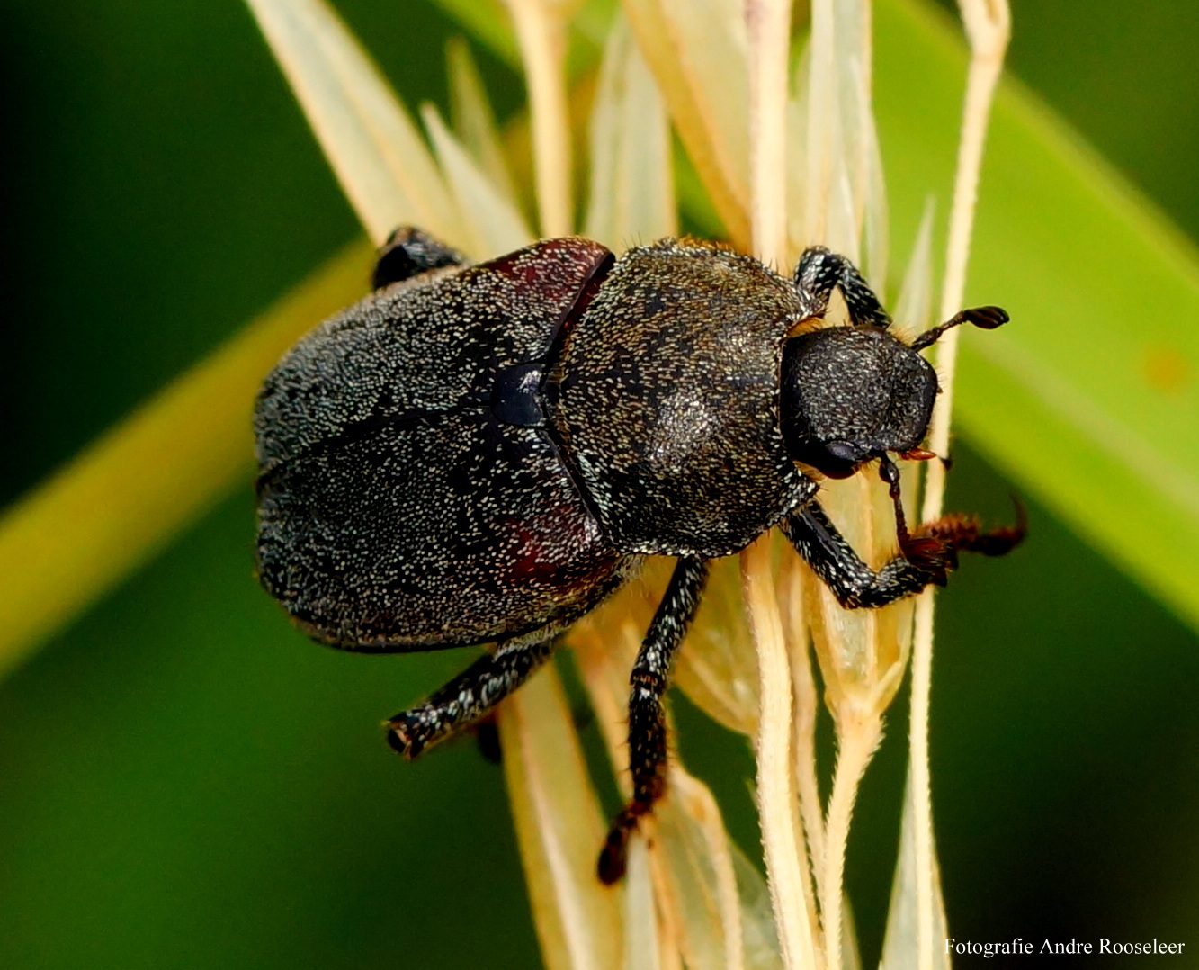 sallandkever-hoplia-philanthusjpg