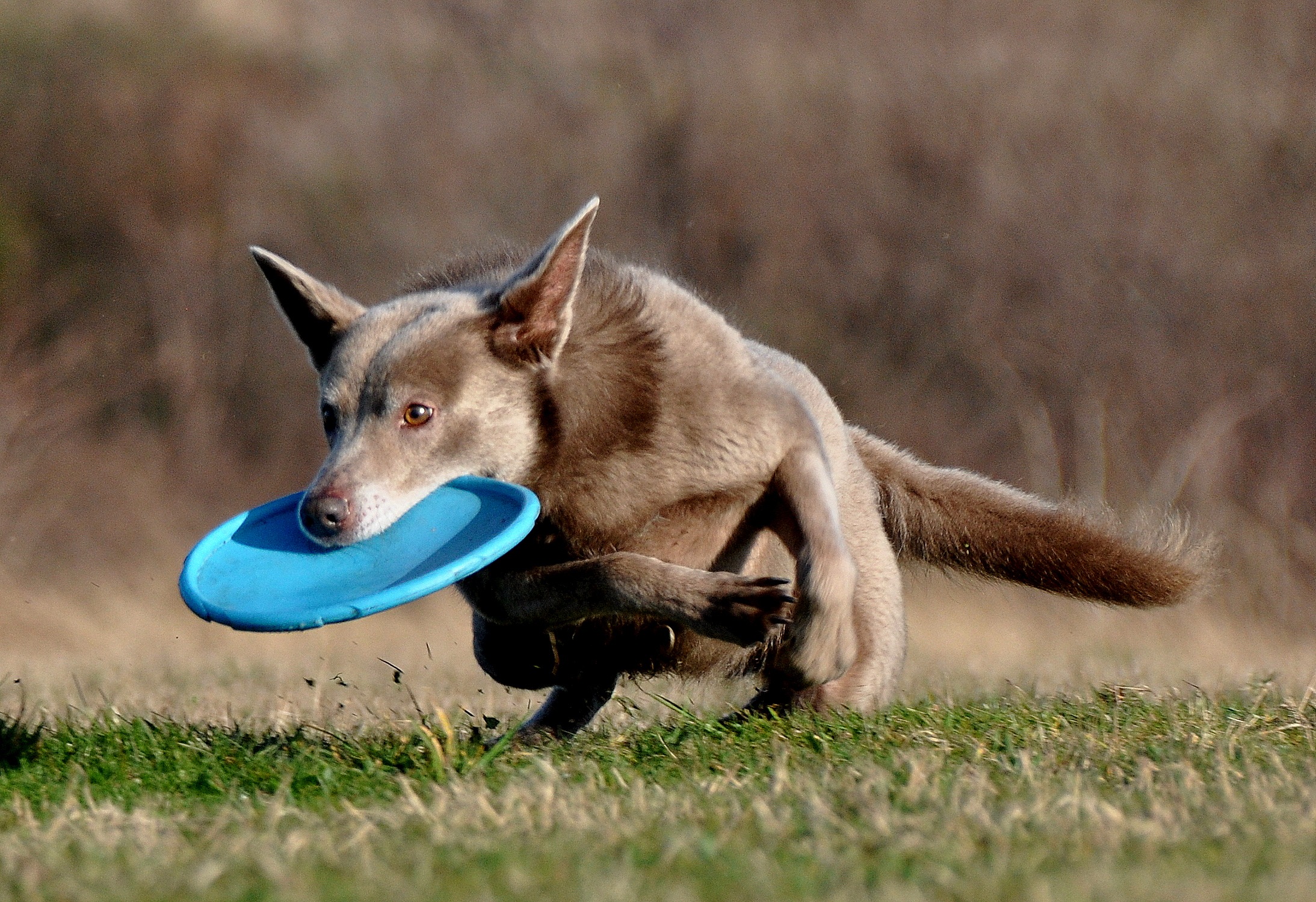australian-kelpie-joy-in-actie-met-frisbee