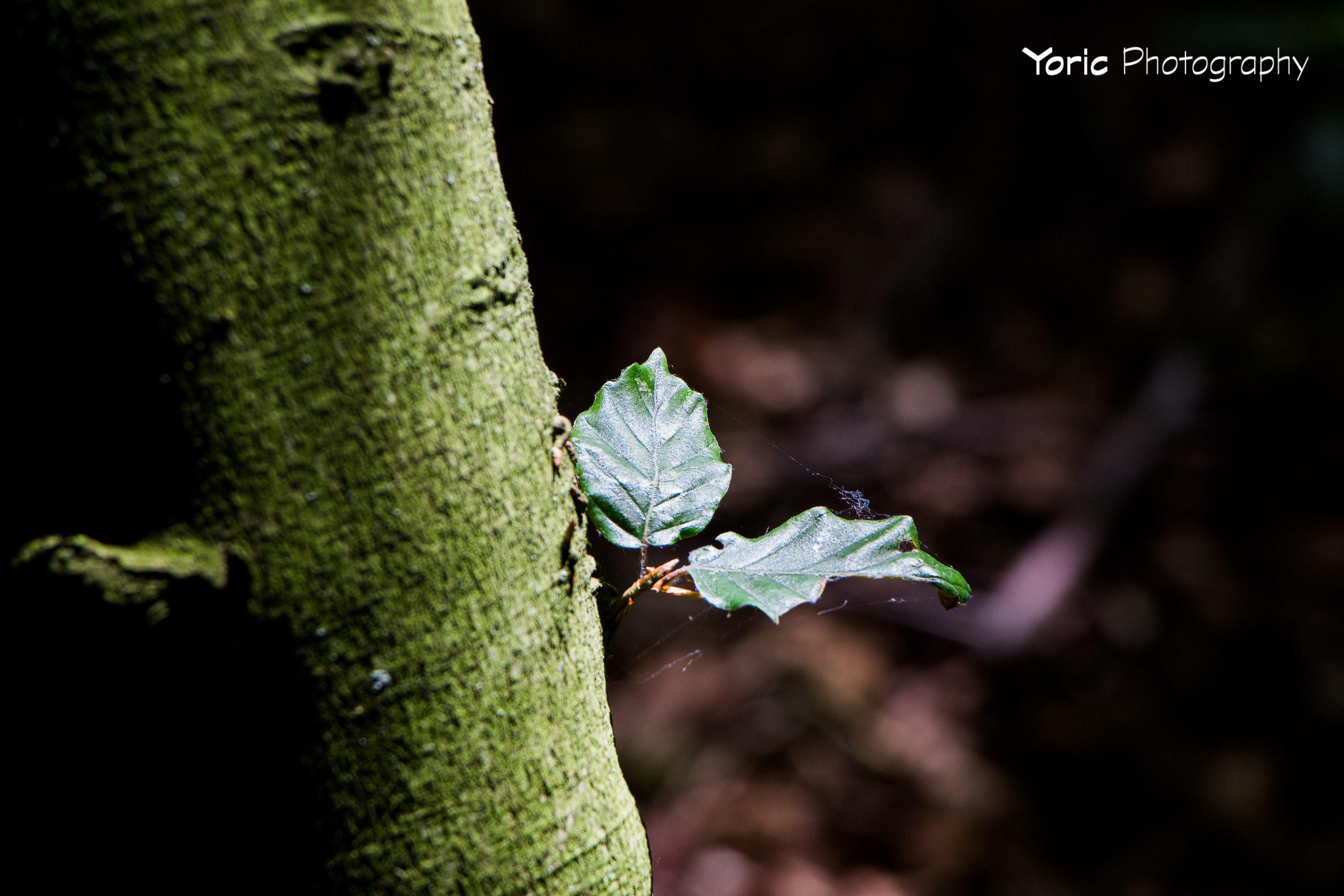 light-in-the-darkness