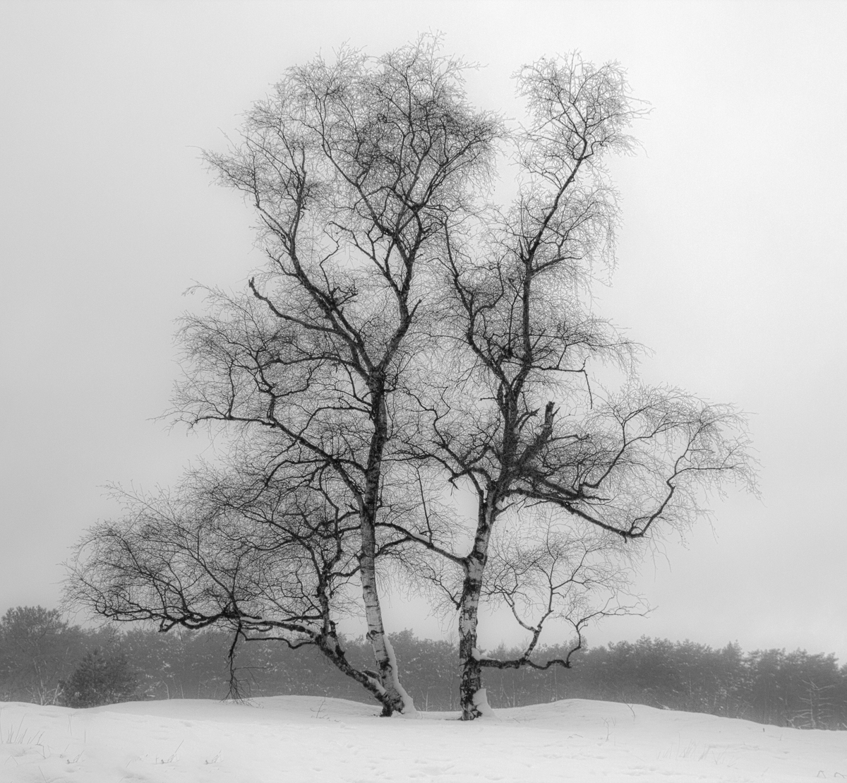 winter-op-kalmhoutse-heide-2