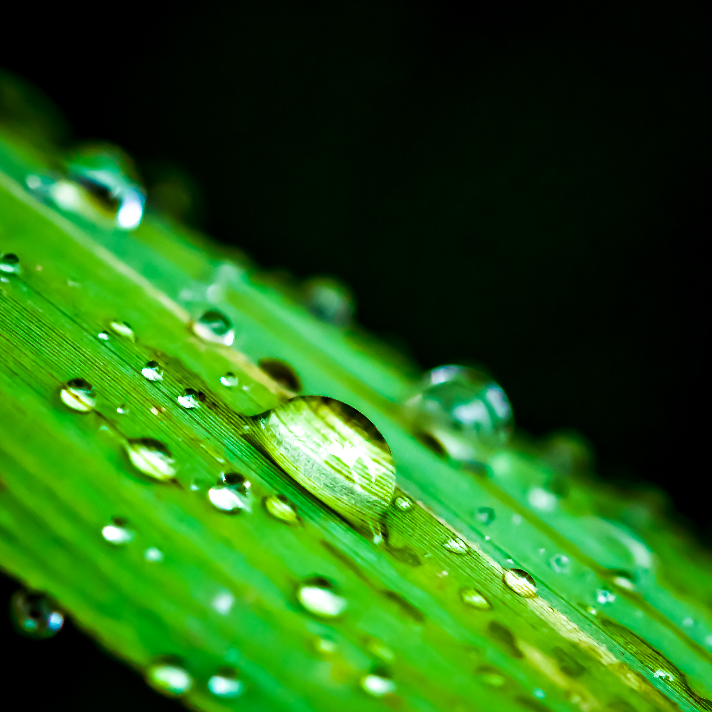 waterdruppels-op-een-bamboeblad