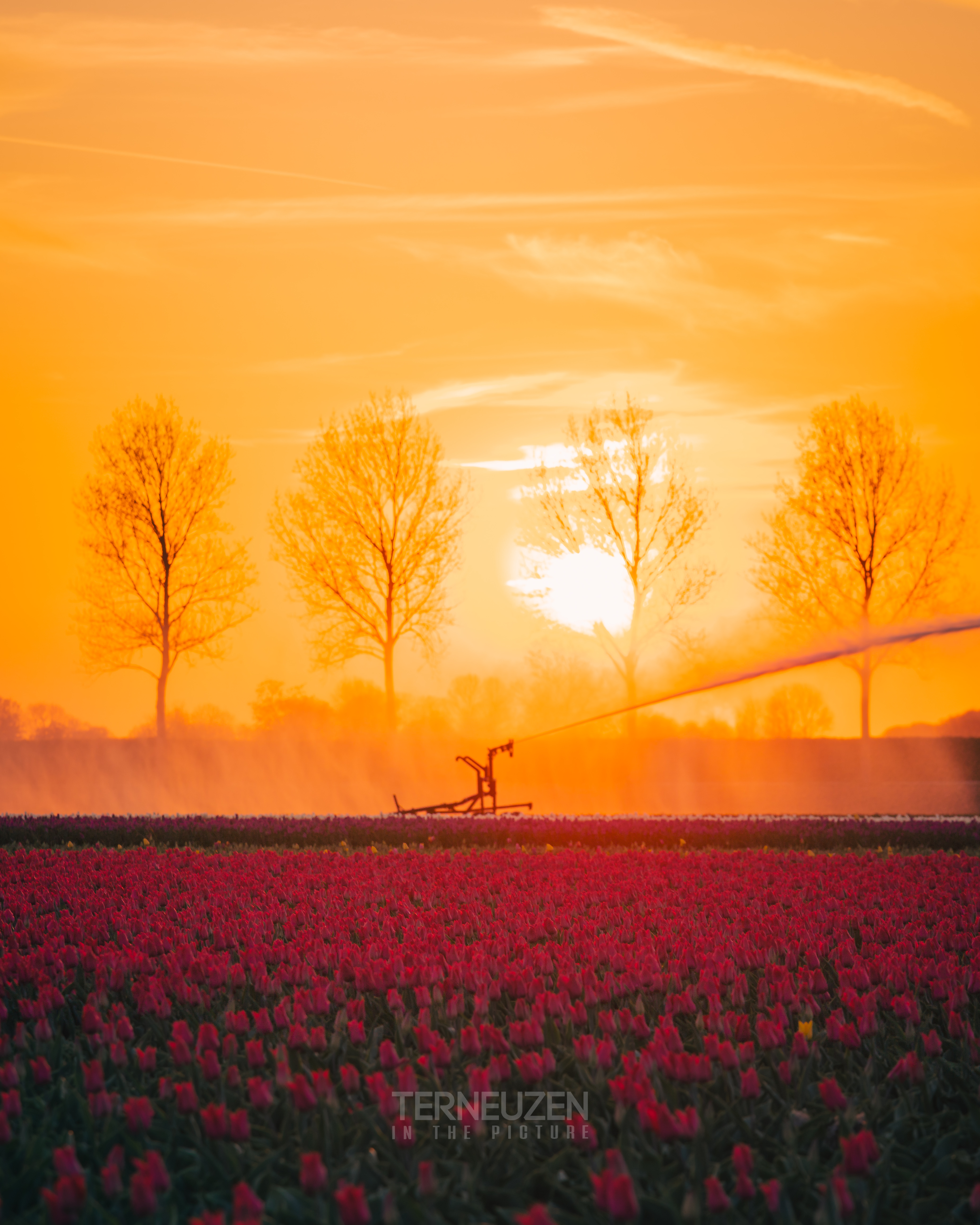 de-tulpenvelden-bij-vogelwaarde