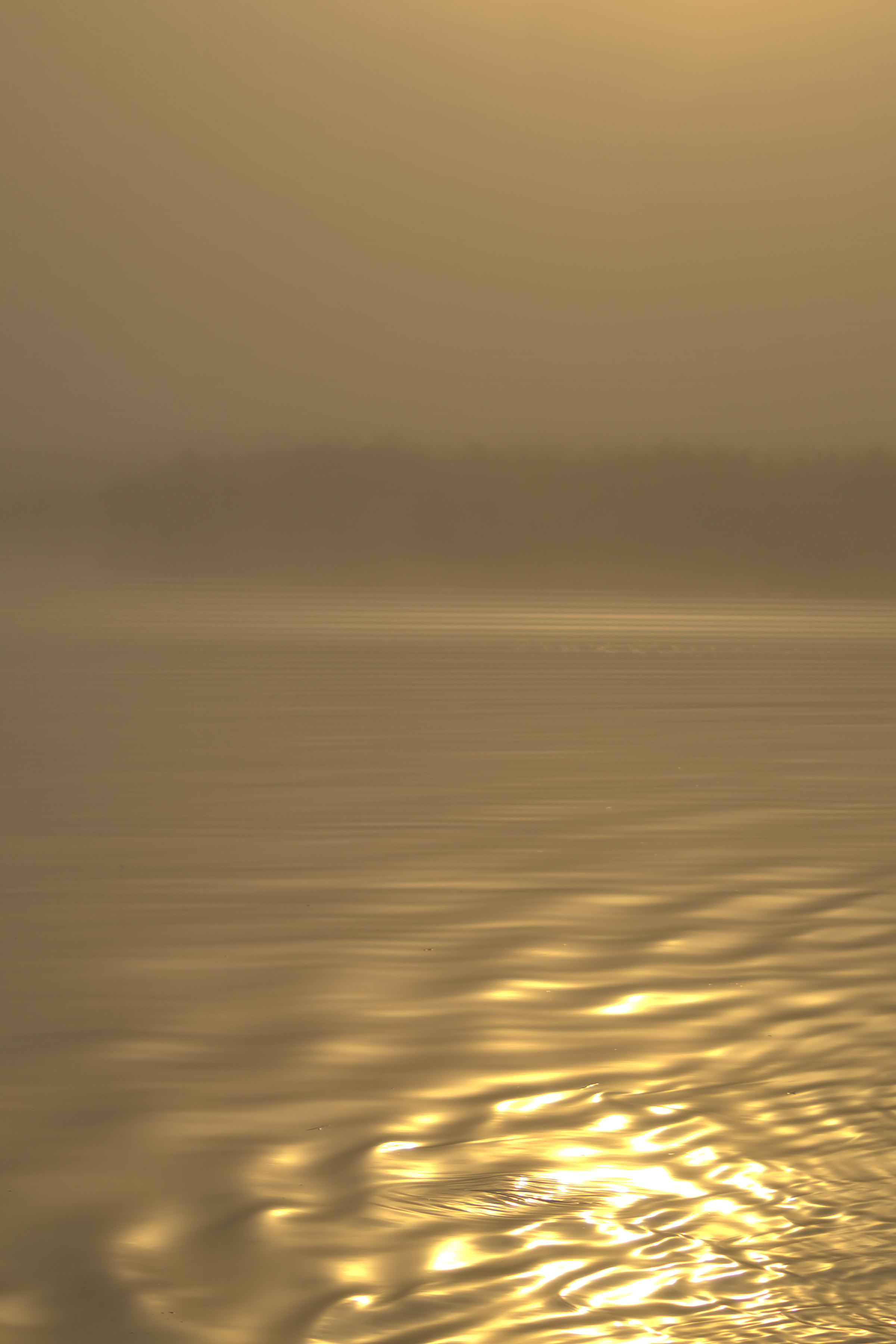 fluistervaren-in-het-ilperveld