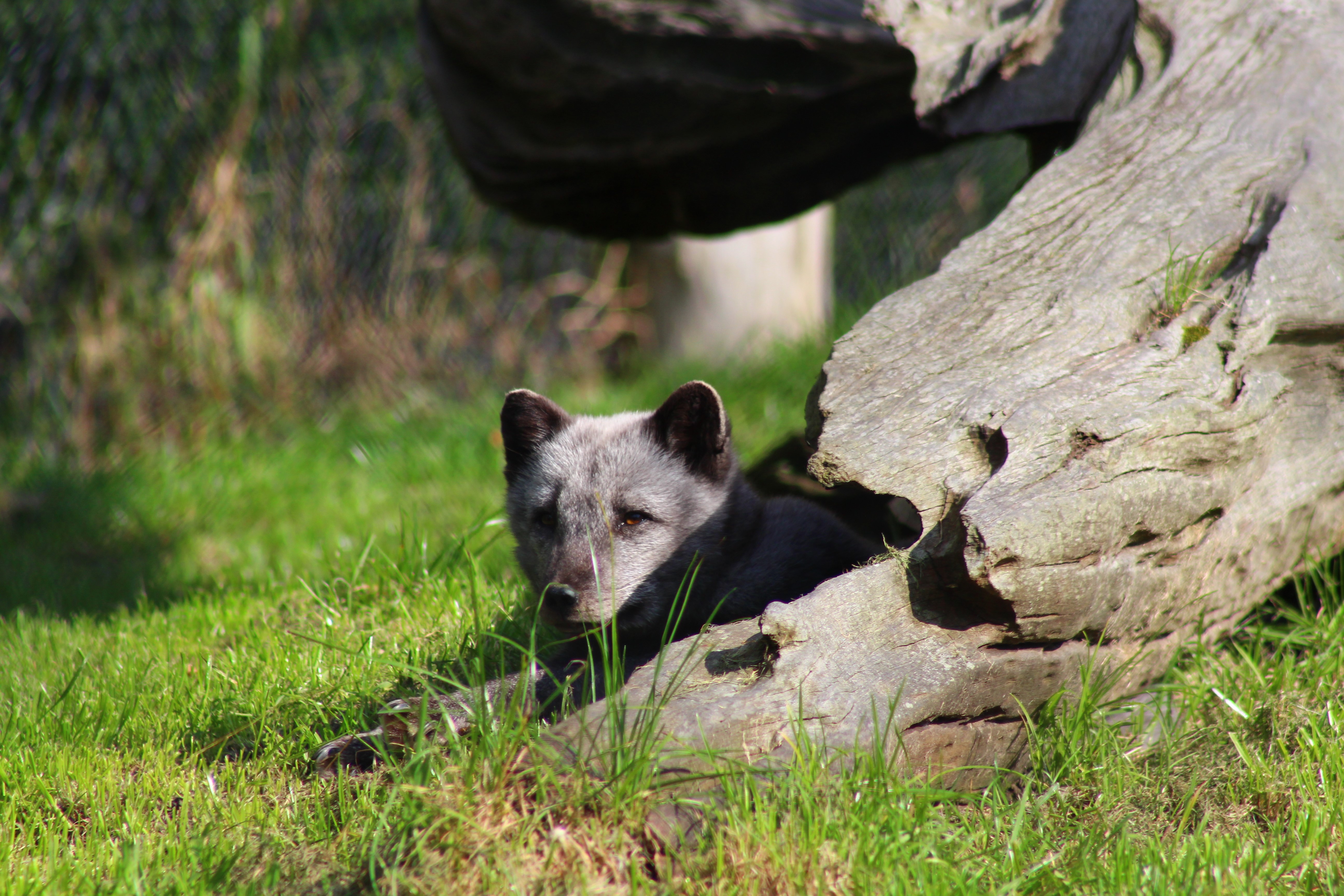 poolvosje-in-de-zomer