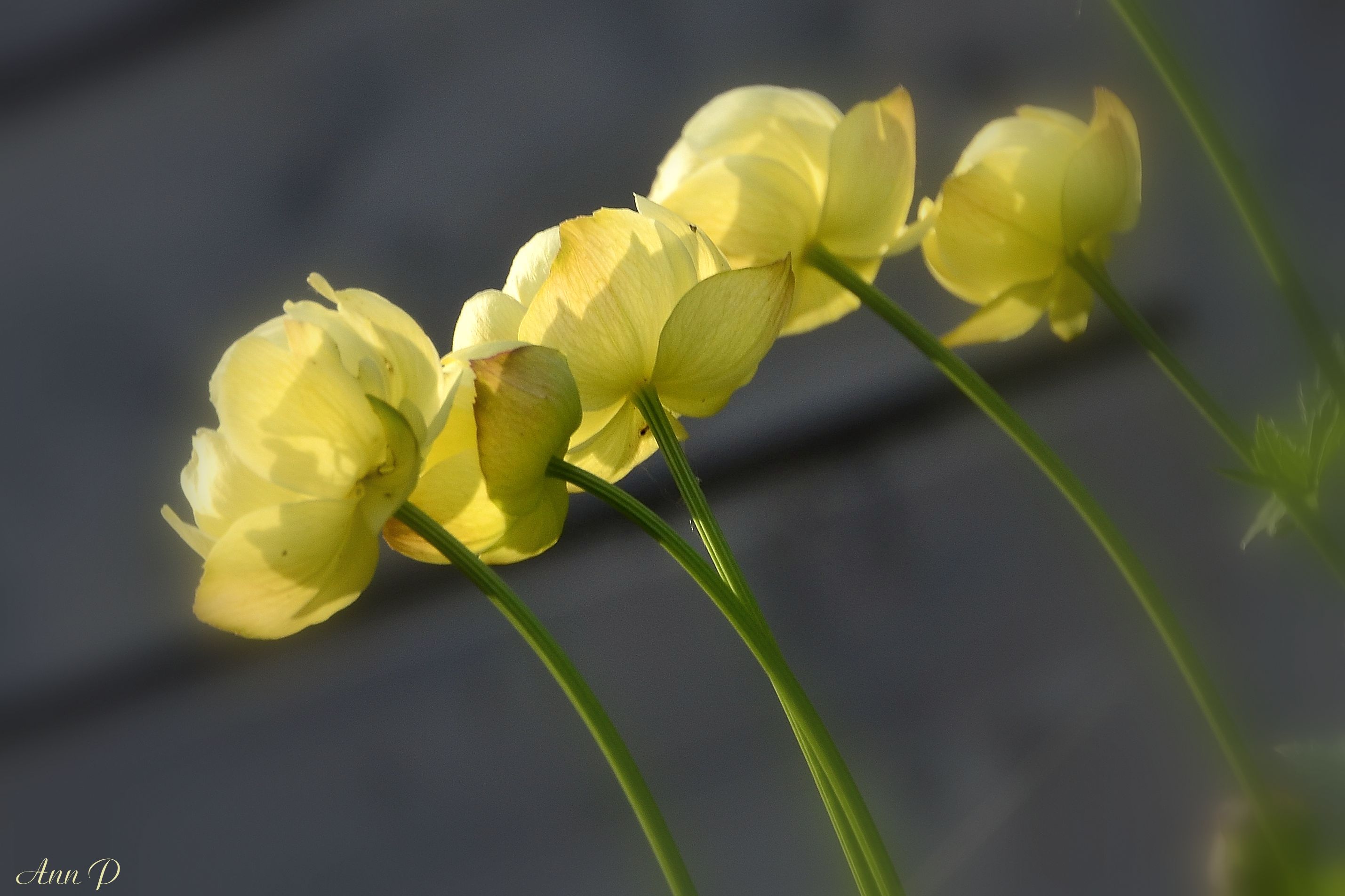 trollius-new-moon