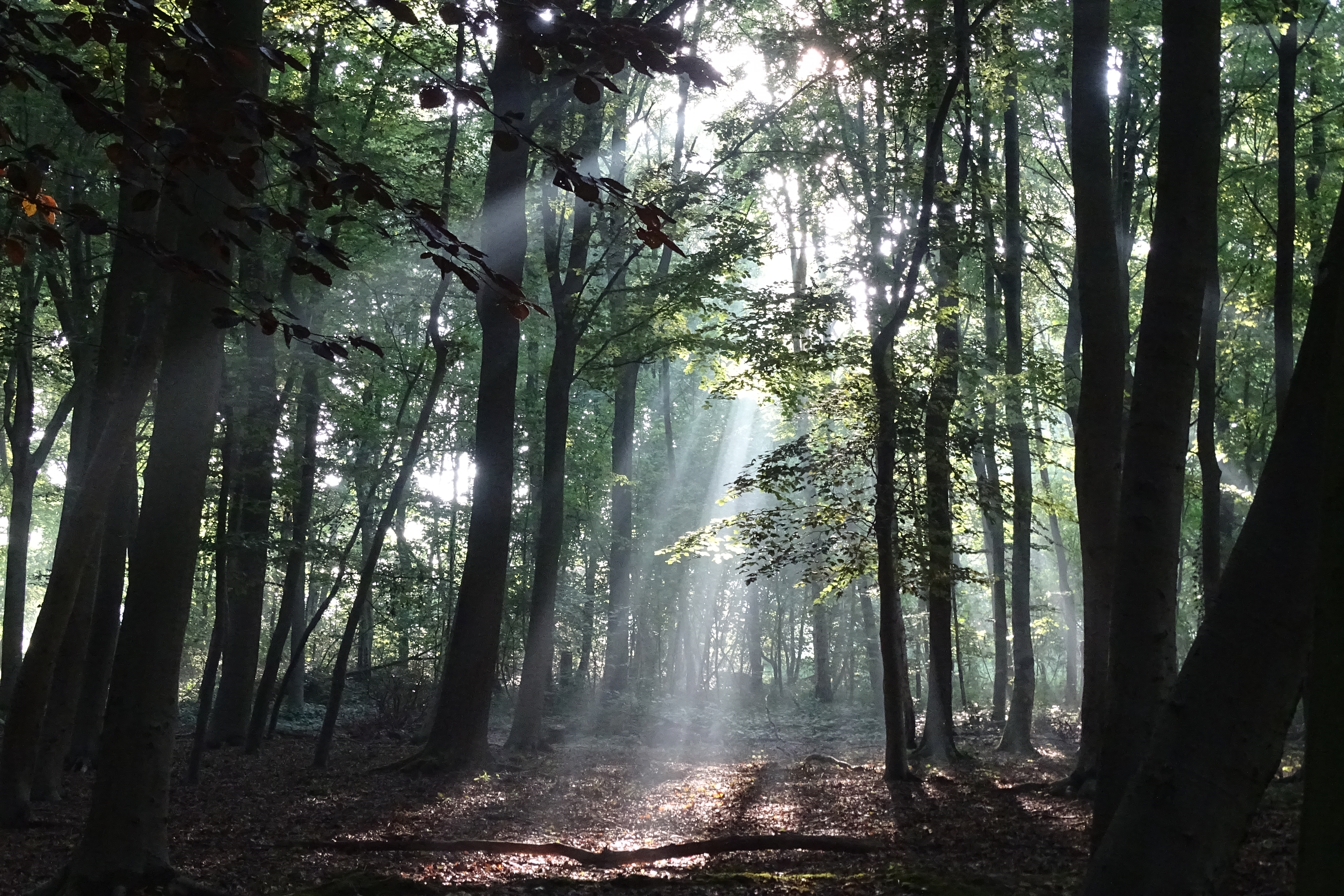 lichtstralen-in-het-bos