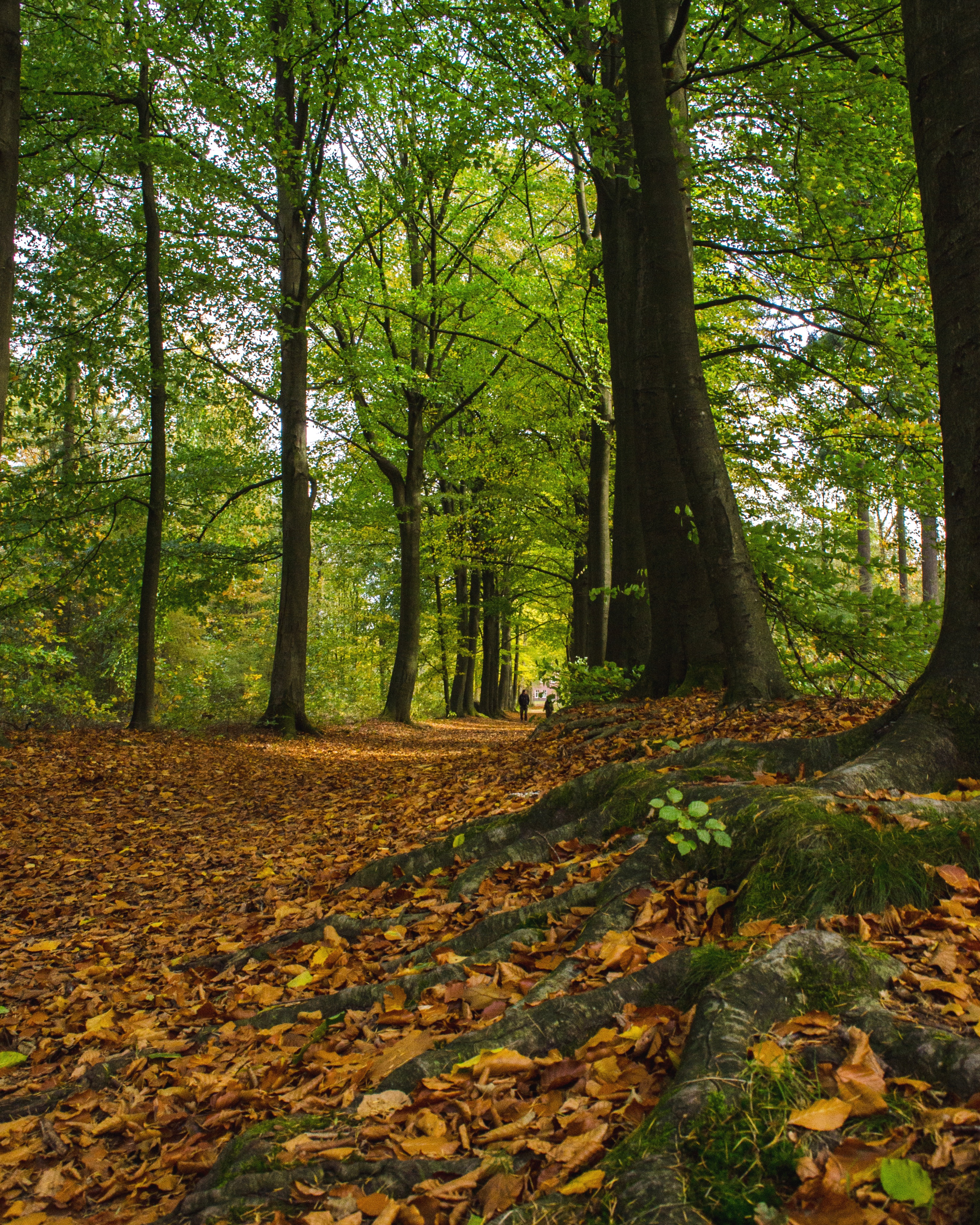 diep-geworteld-in-het-bos