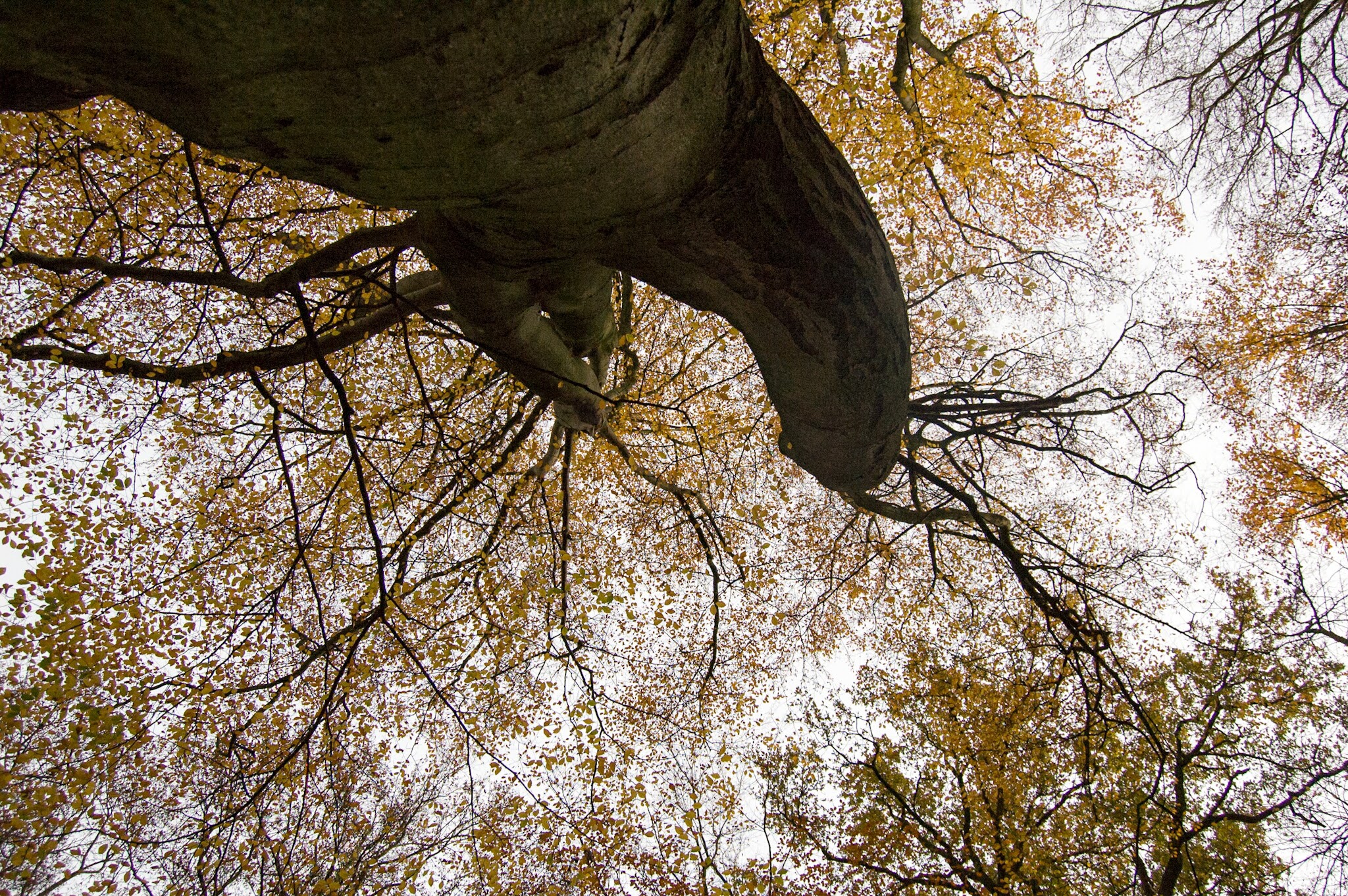 bos-kikkerperspetief