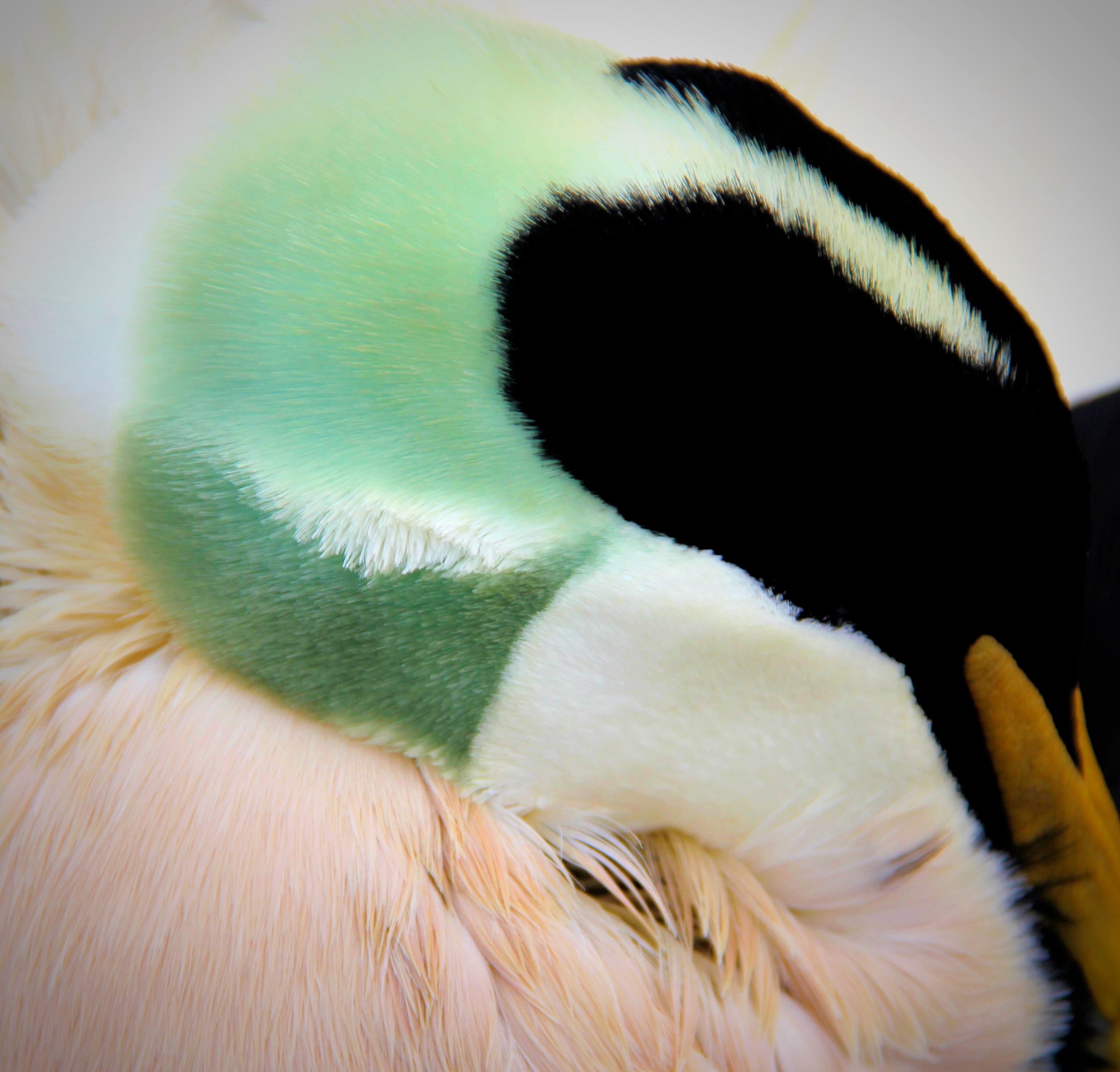 eider-eend