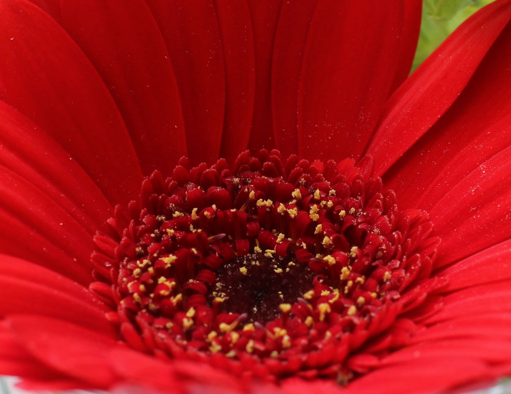 gerbera-5