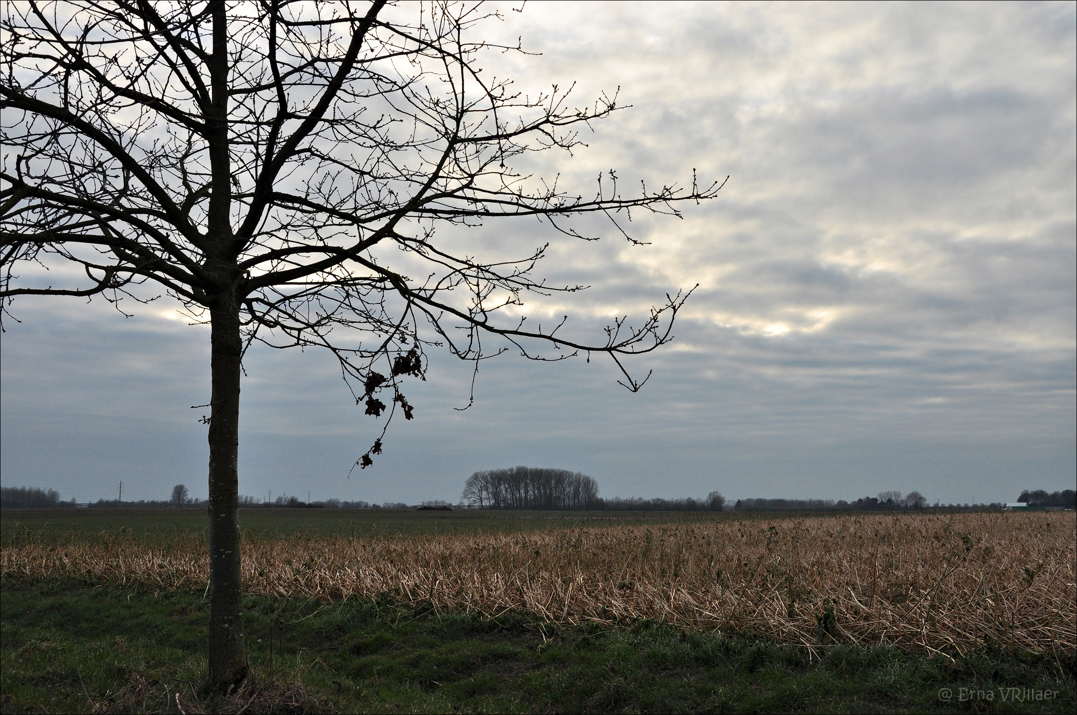 bomen-onder-een-boom