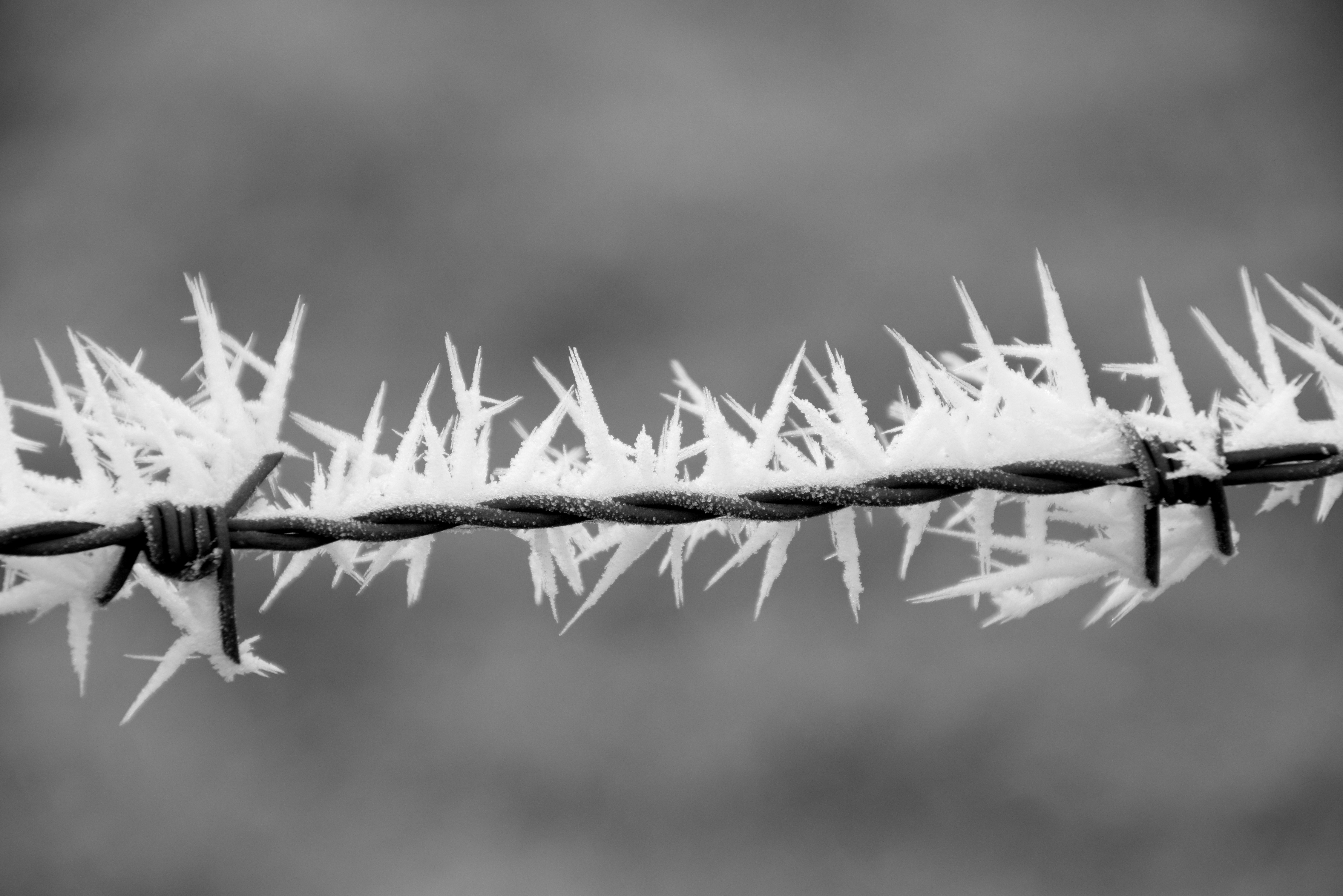 bevroren-stekeligheden