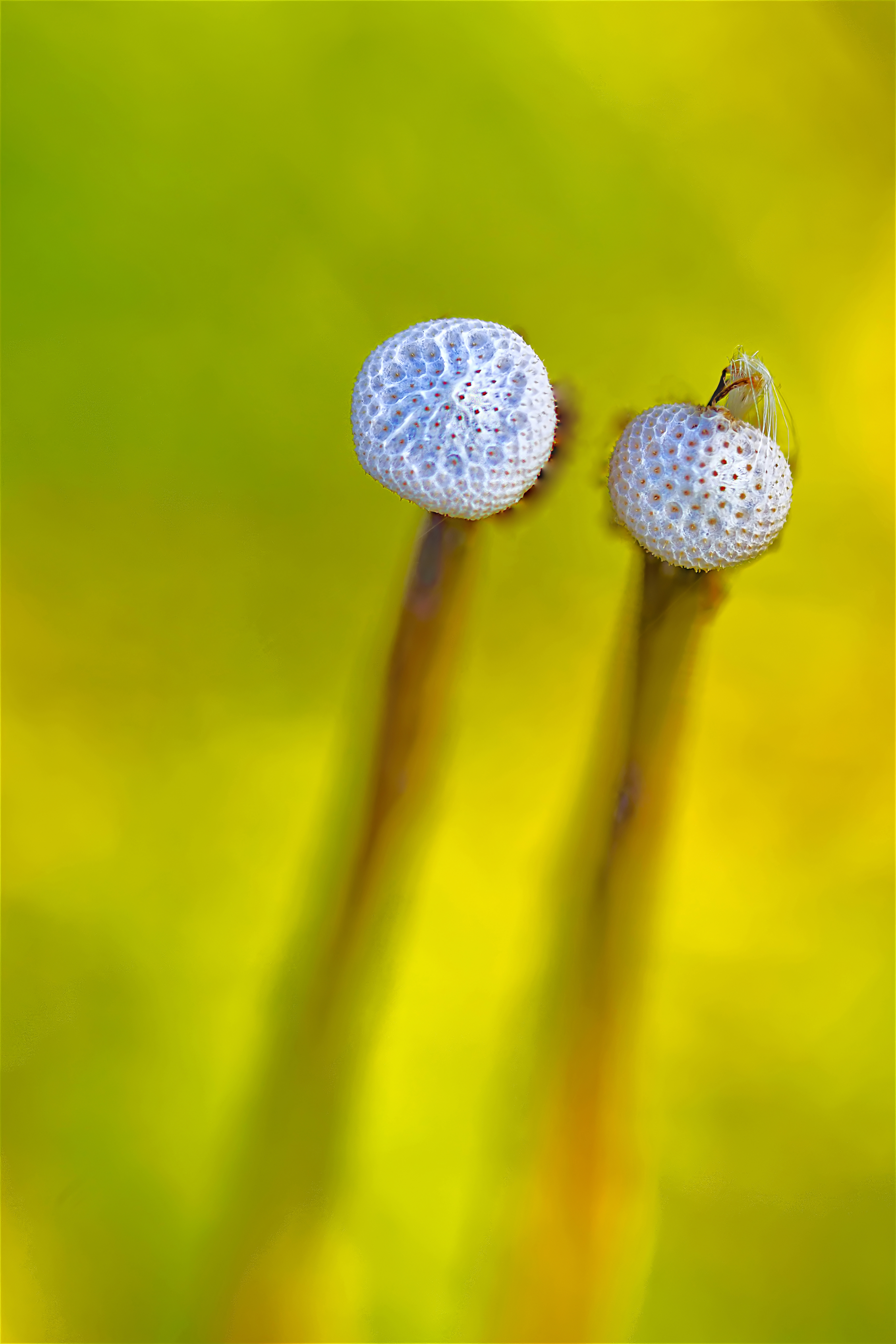 de-kunst-van-close-ups-66
