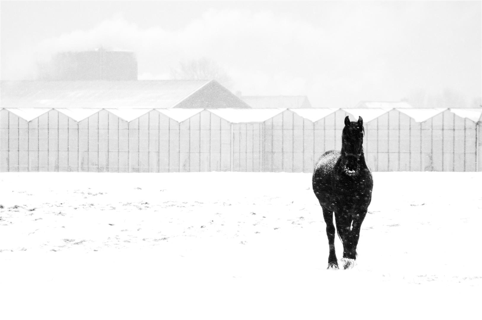 winterpaard
