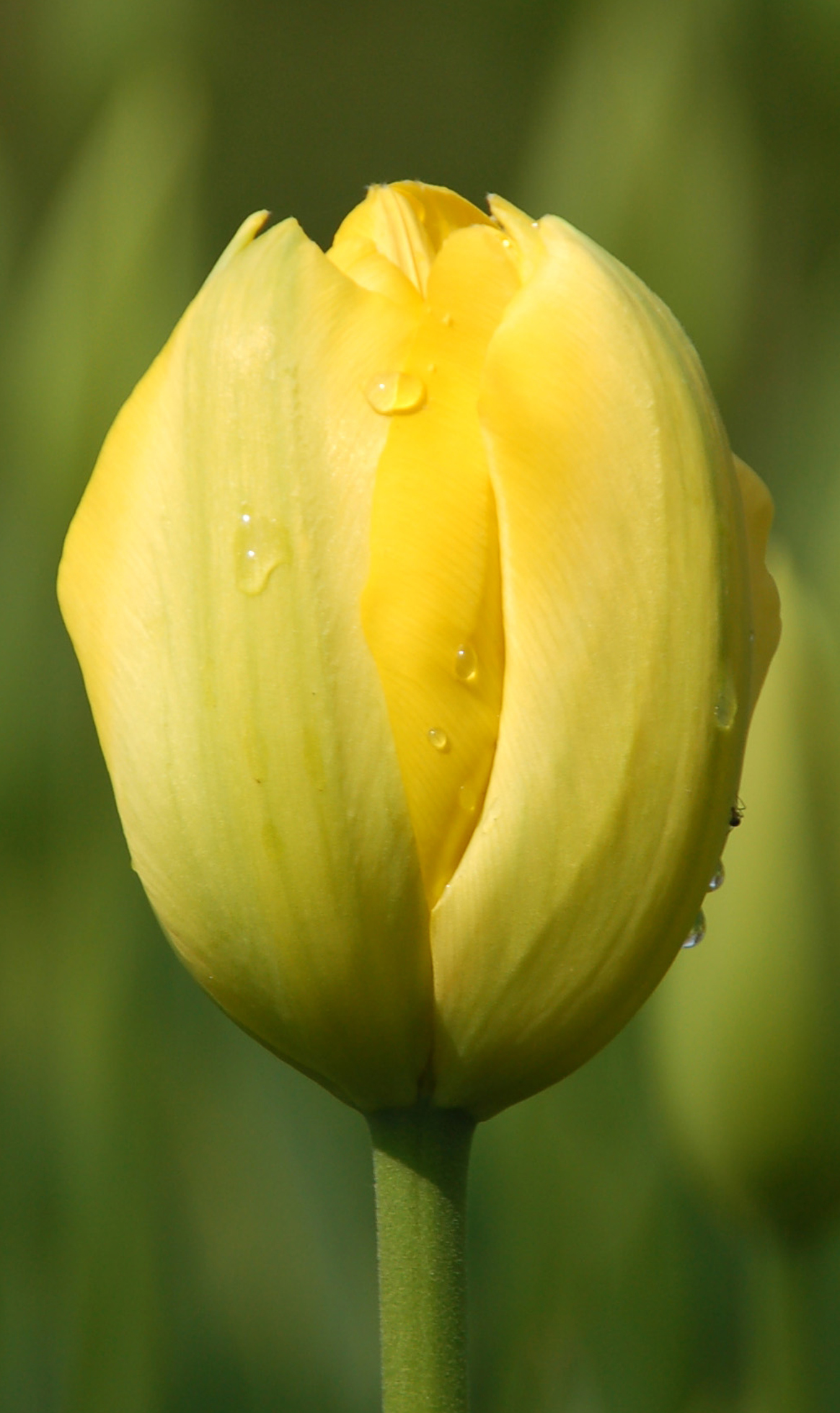 gele-tulp-1
