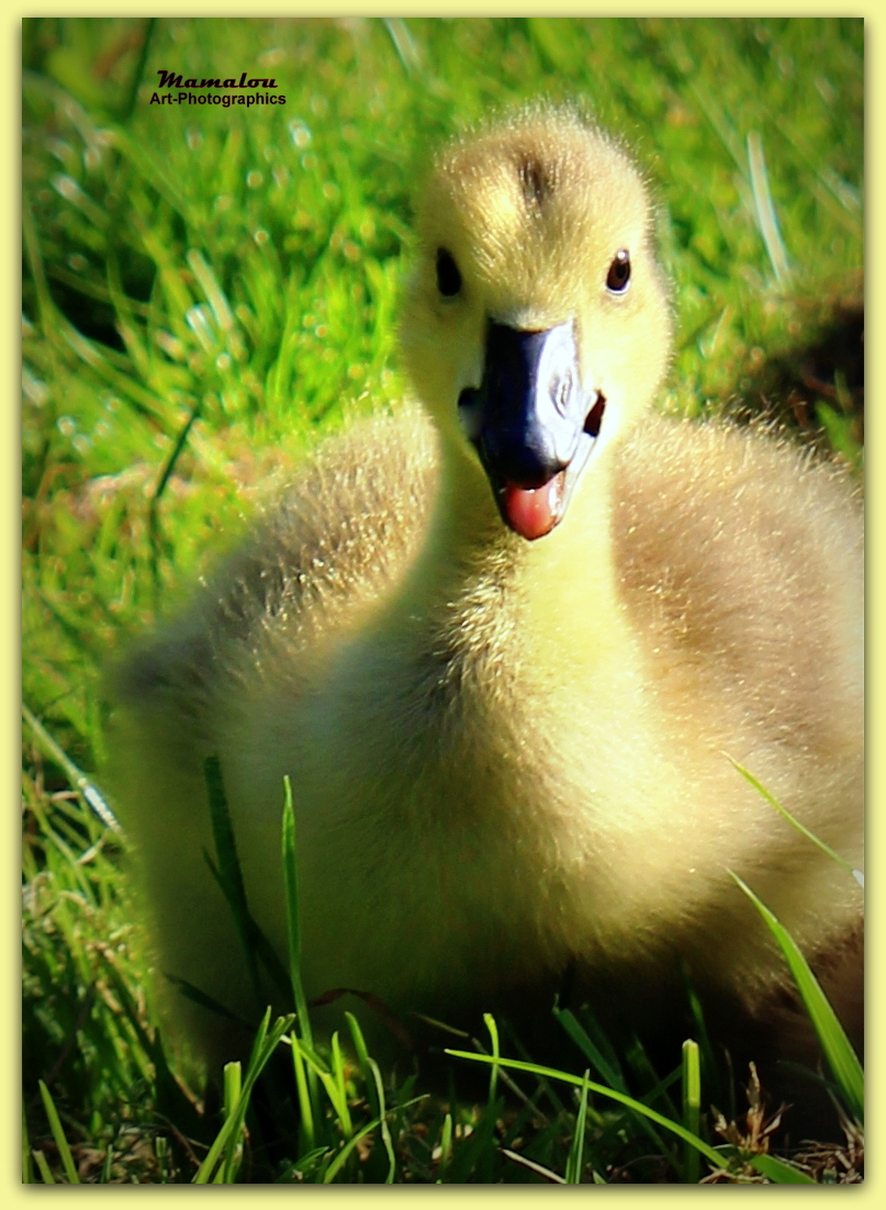 lelijke-jonge-eendje
