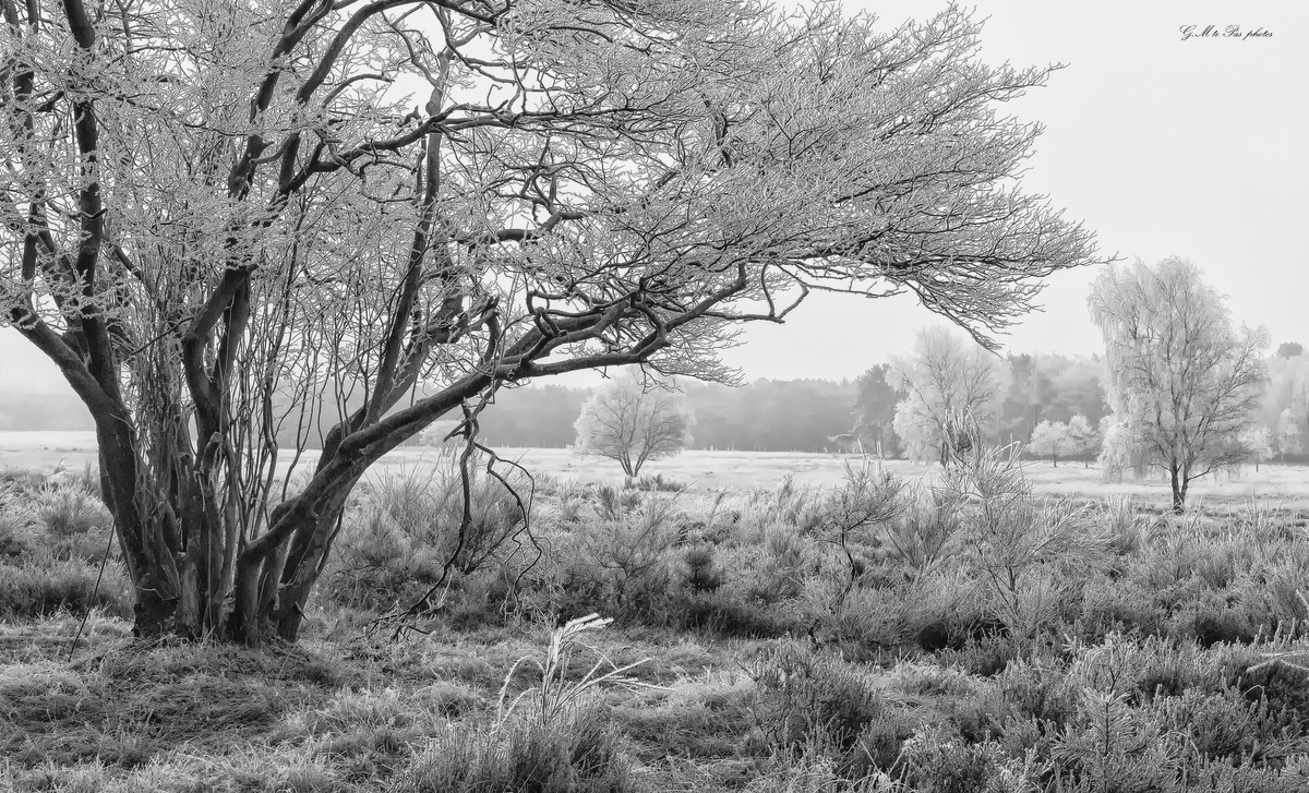 rijp-op-de-westerheide