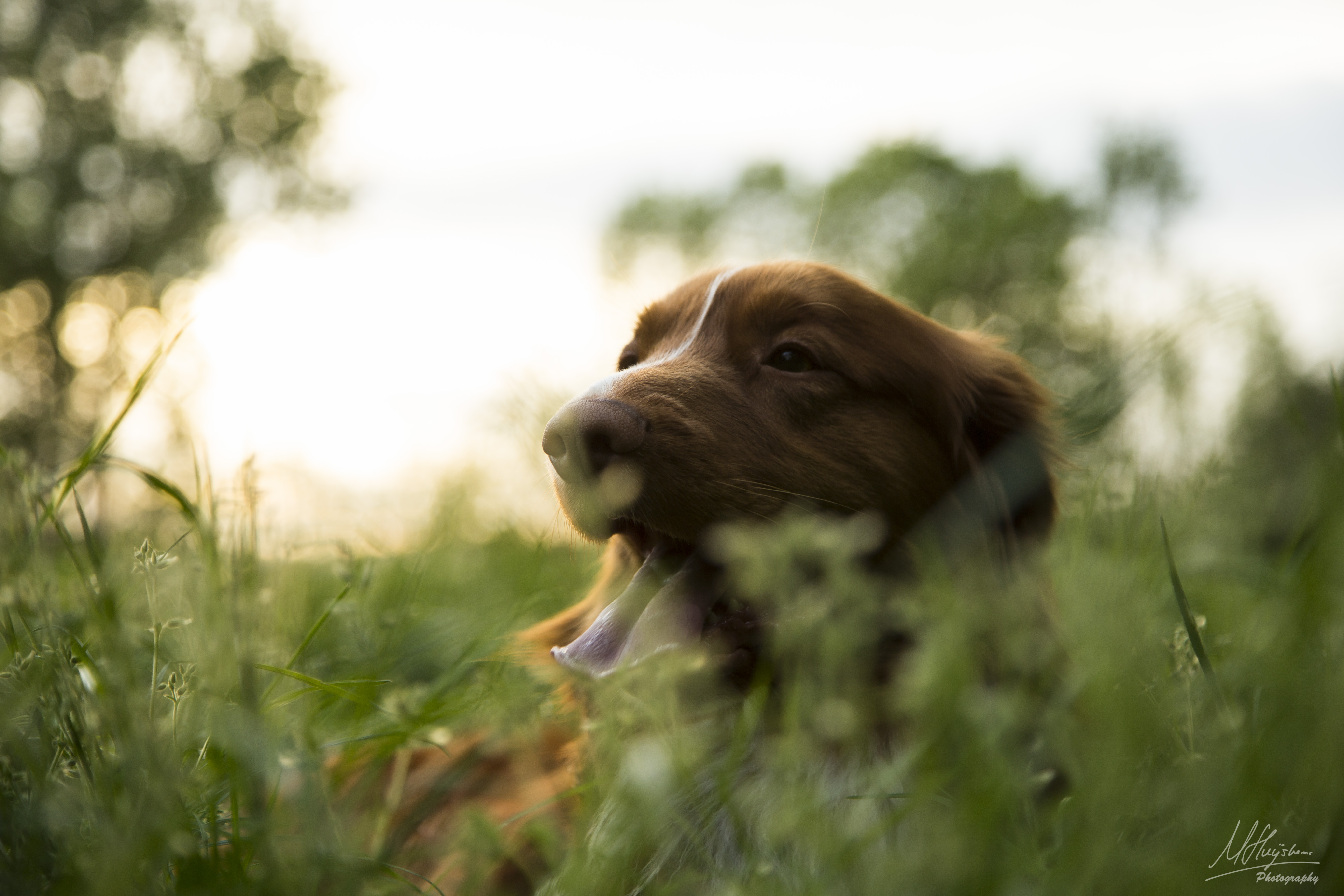 nova-scotia-duck-tolling-retrieverd