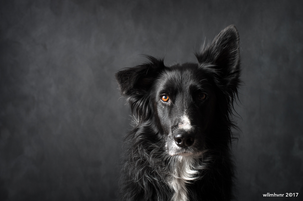 pr1mo-voor-een-nieuw-geschilderd-muurtje
