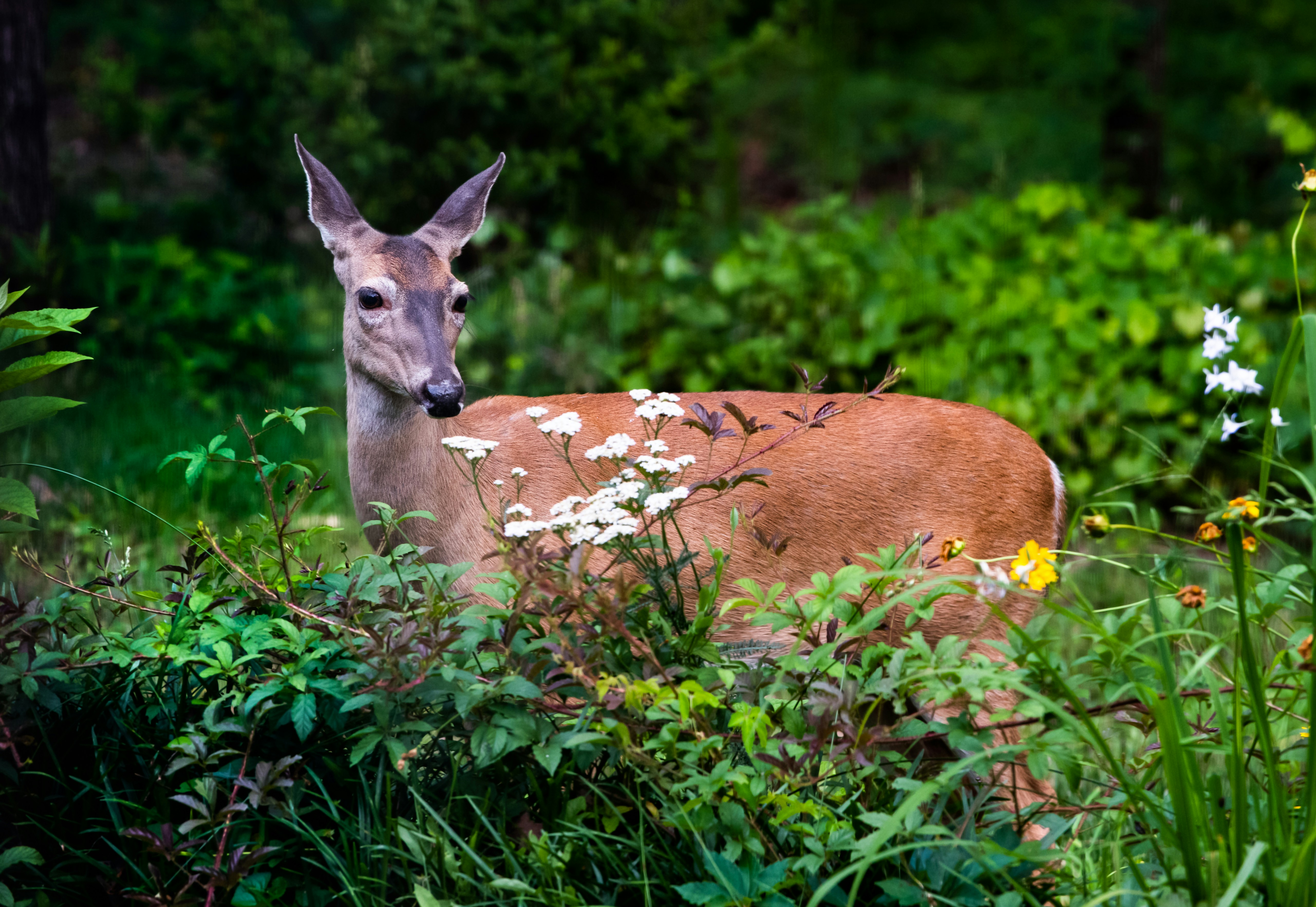 trends-in-natuurfotografie-in-2026