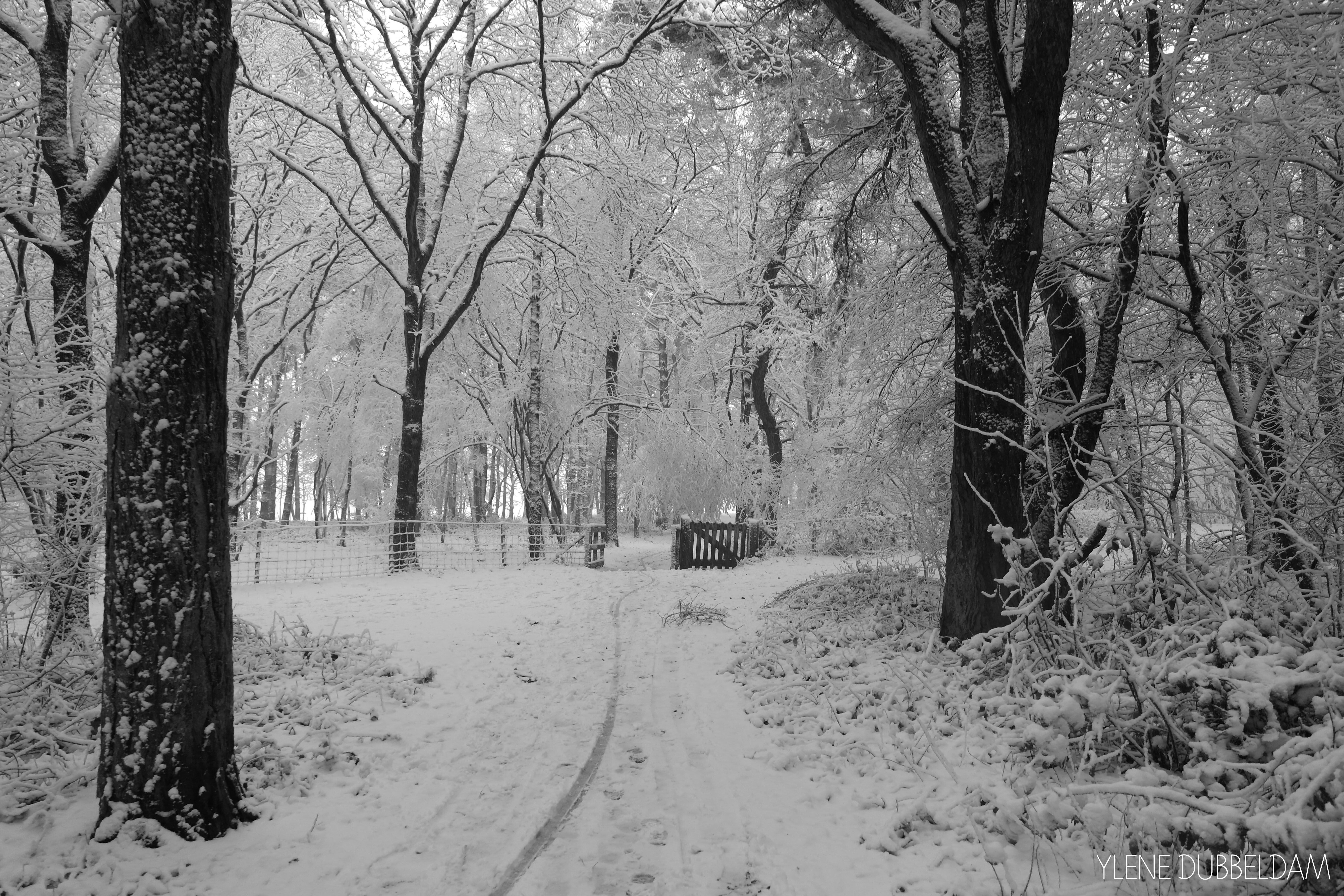 vallende-vlokken-en-krakende-takken