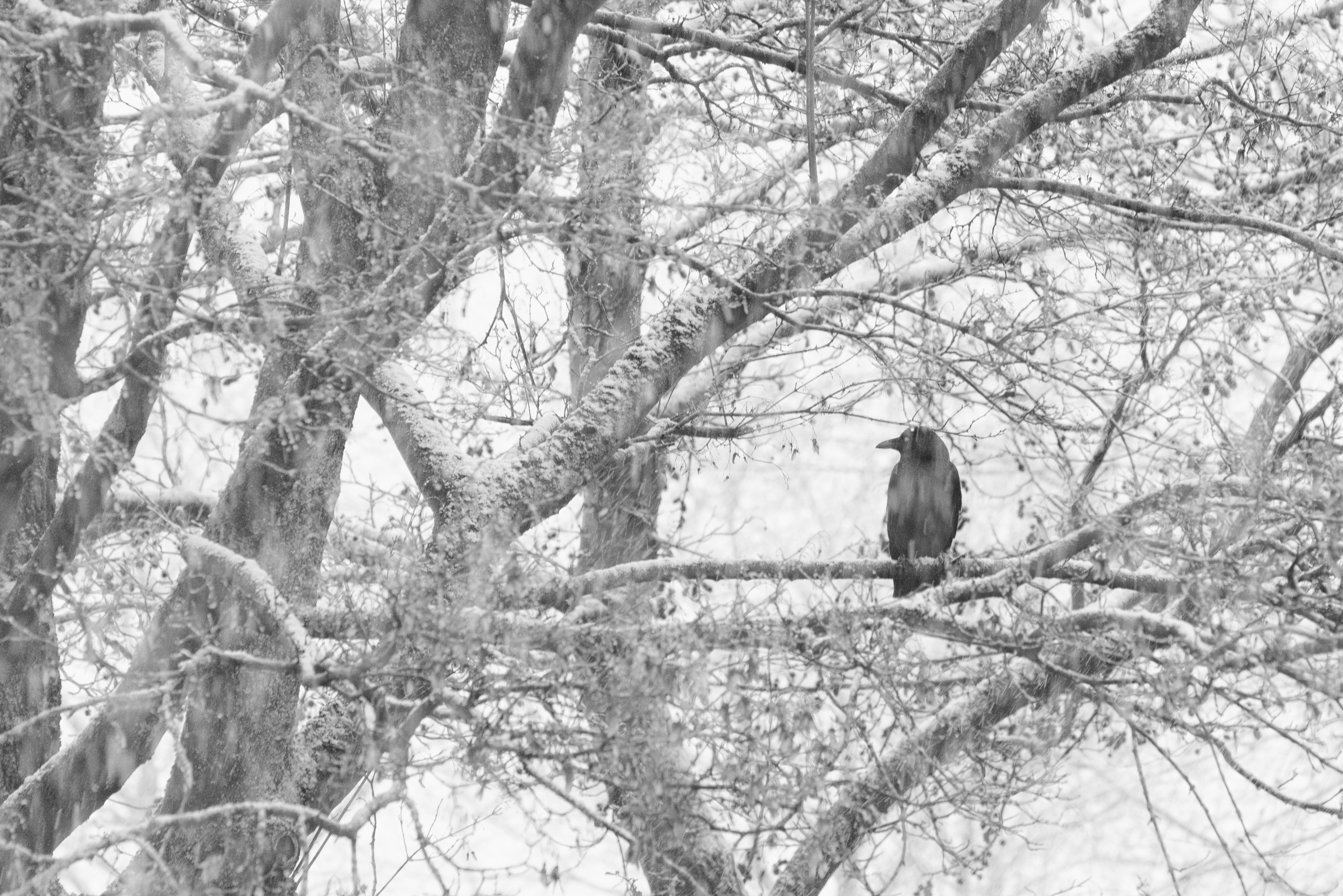 kraai-in-sneeuwstorm
