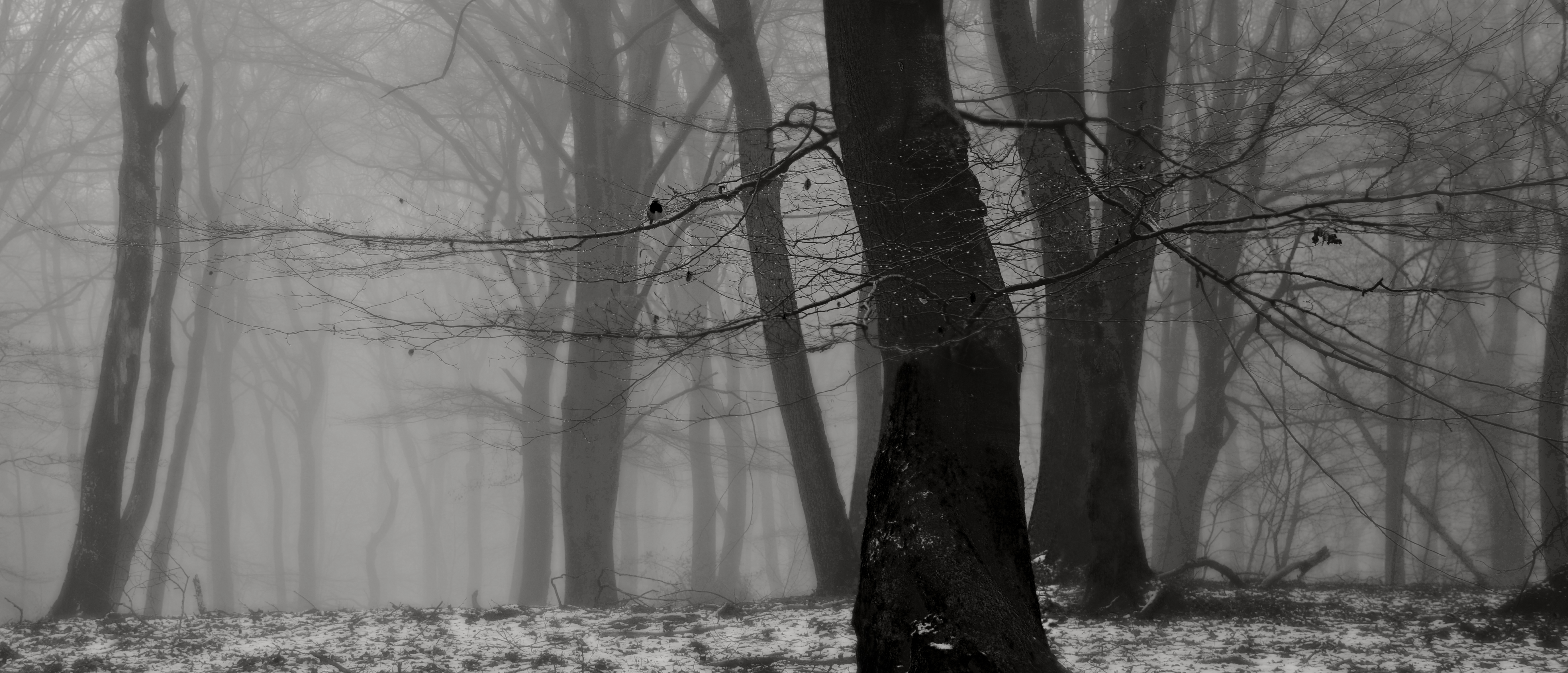 roodborstje-in-de-sneeuw