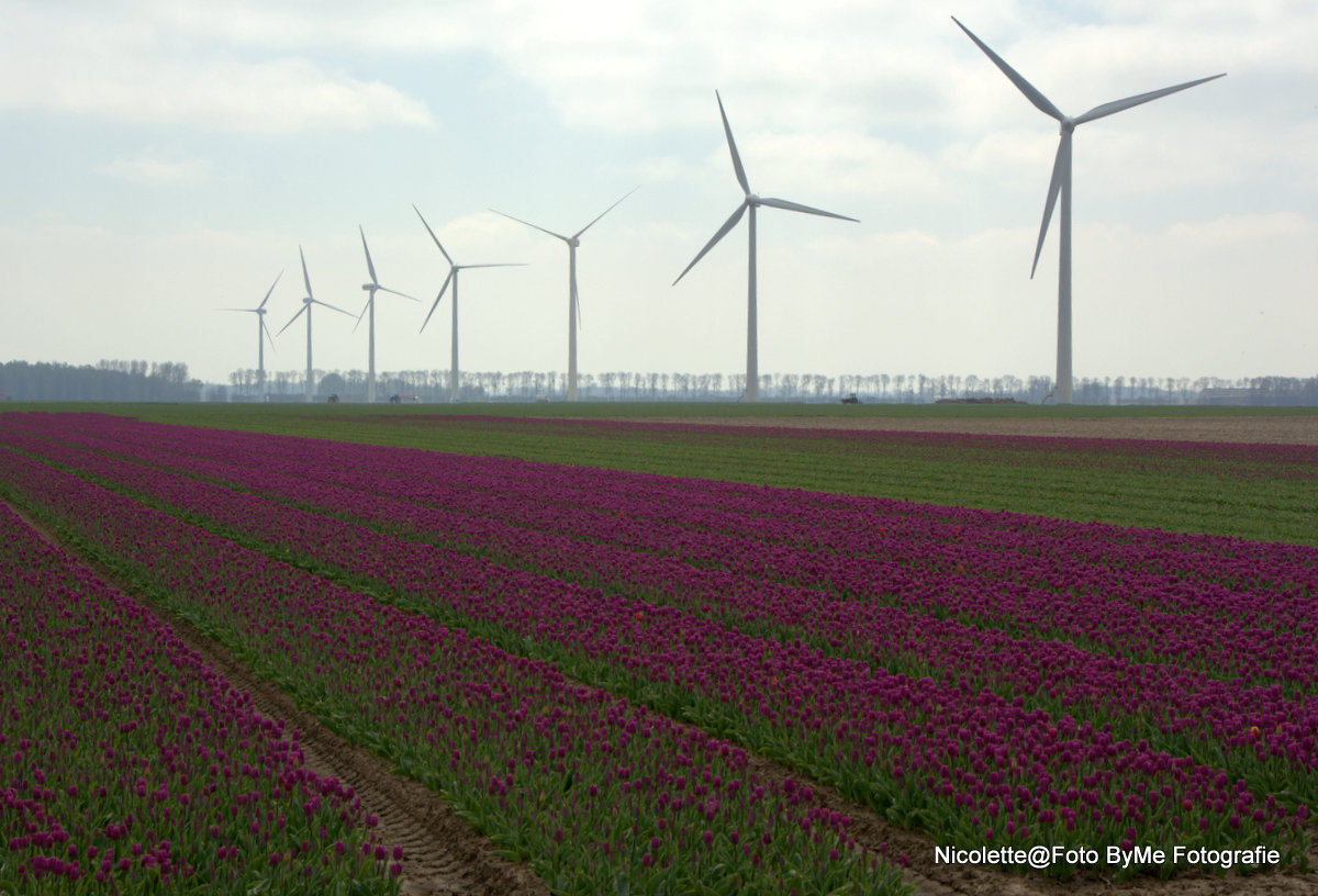 tulpen-in-flevoland-0