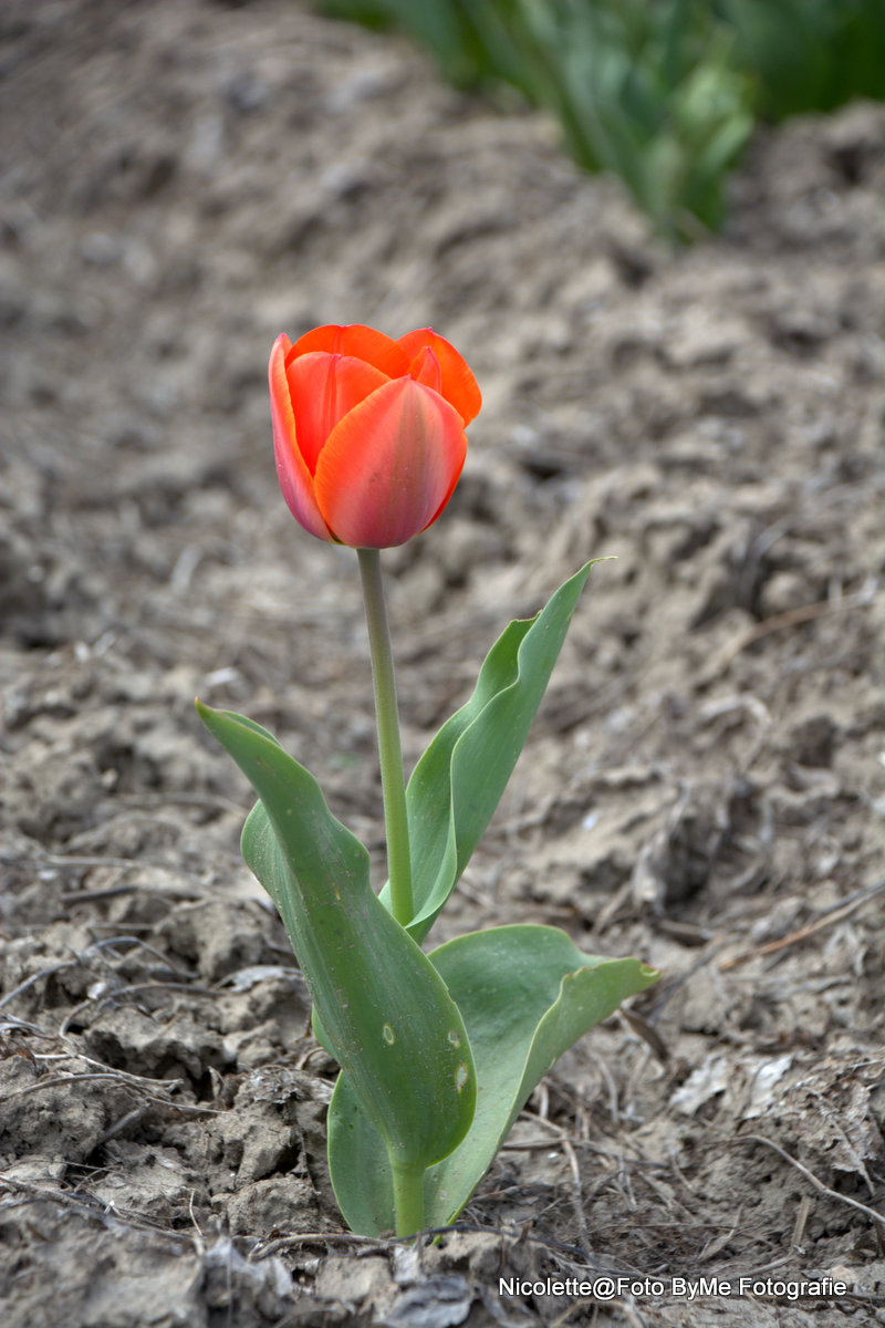 de-eenzame-tulp