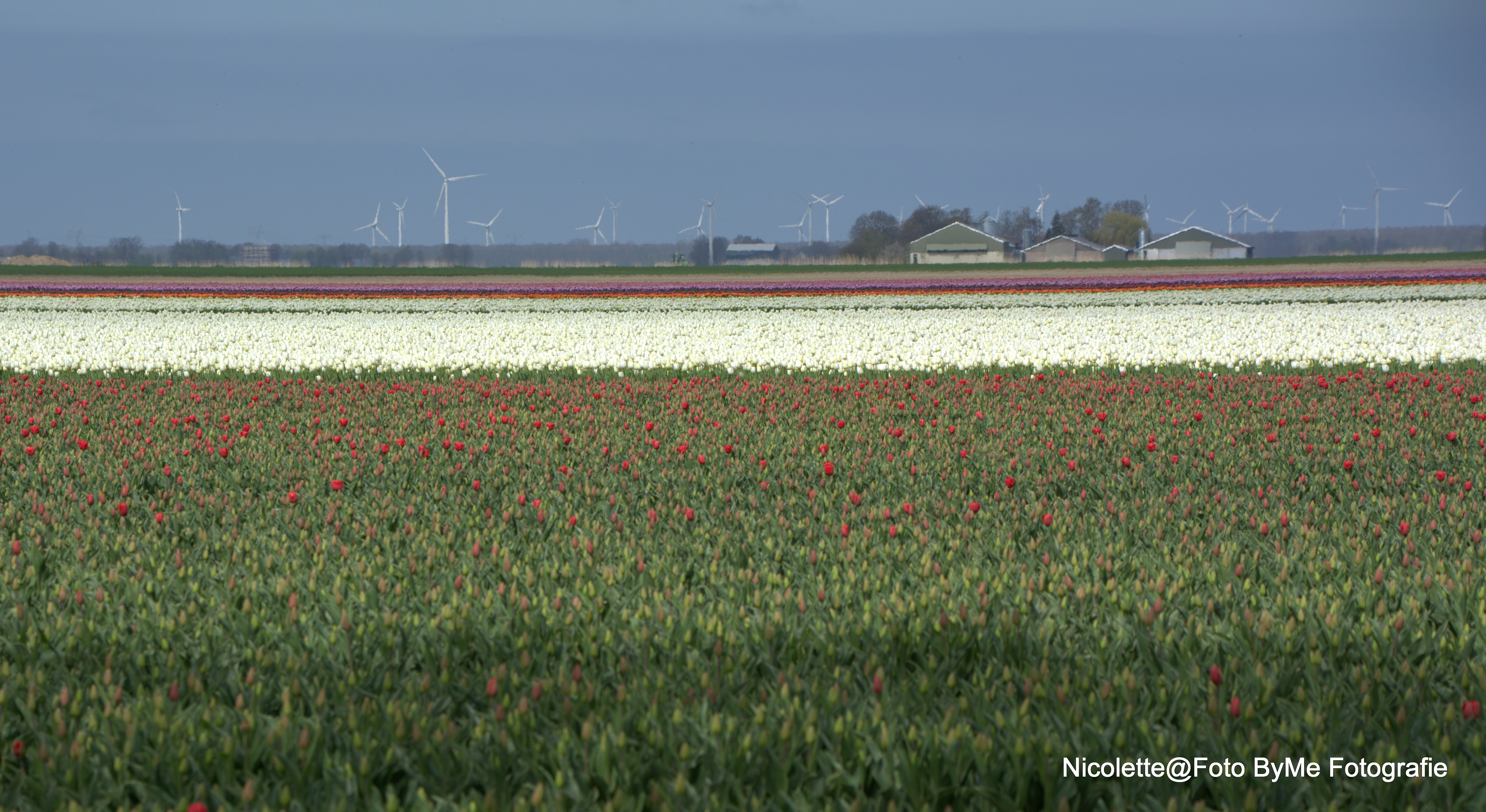 vergezicht-over-de-tulpenvelden