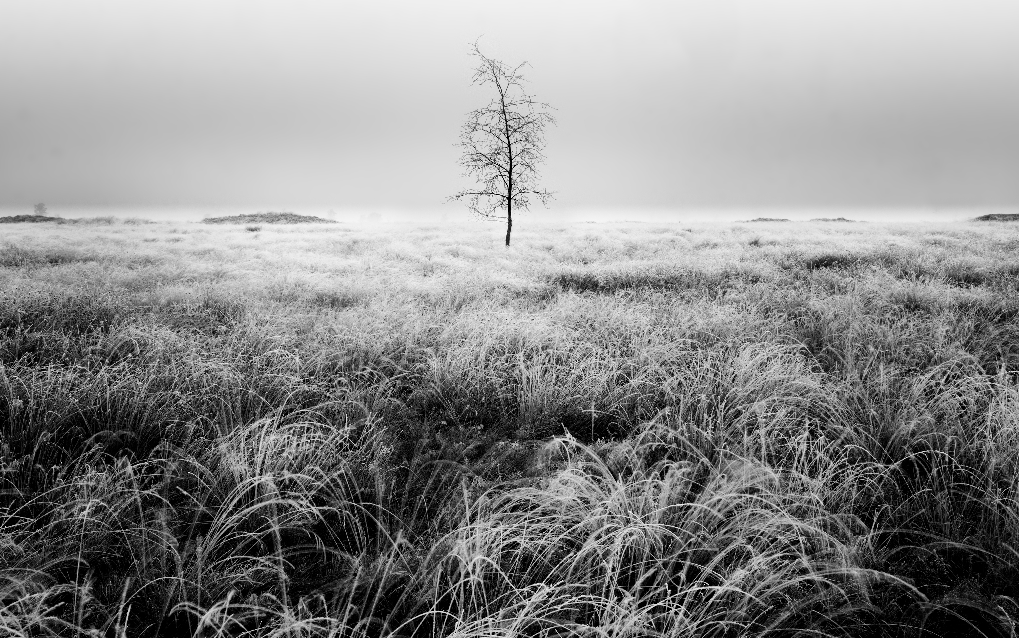 alleen-in-het-ballo%C3%ABrveld