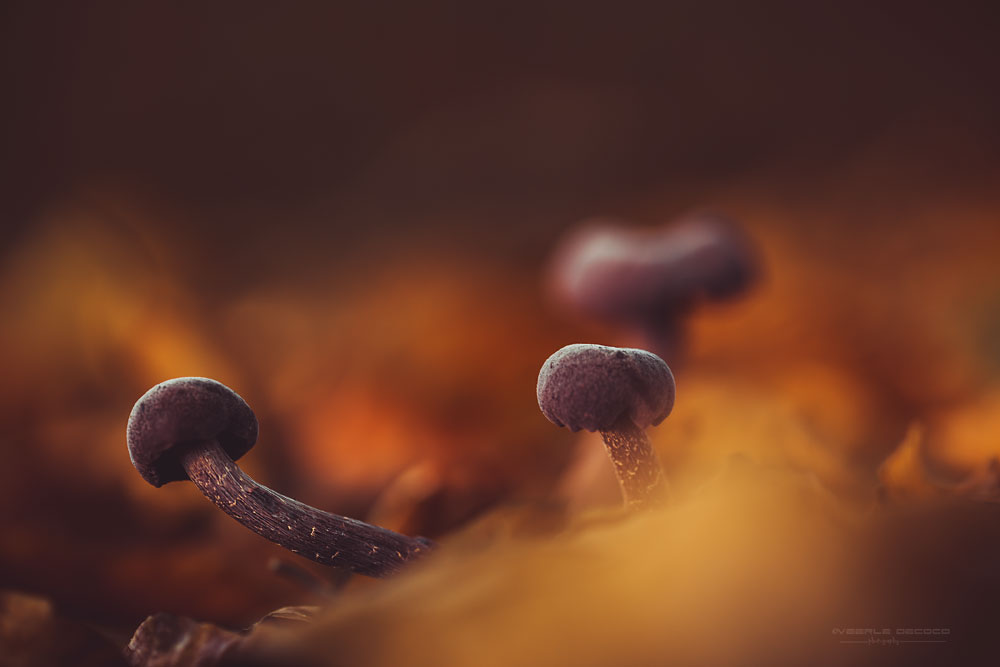 the-warm-colors-of-autumn