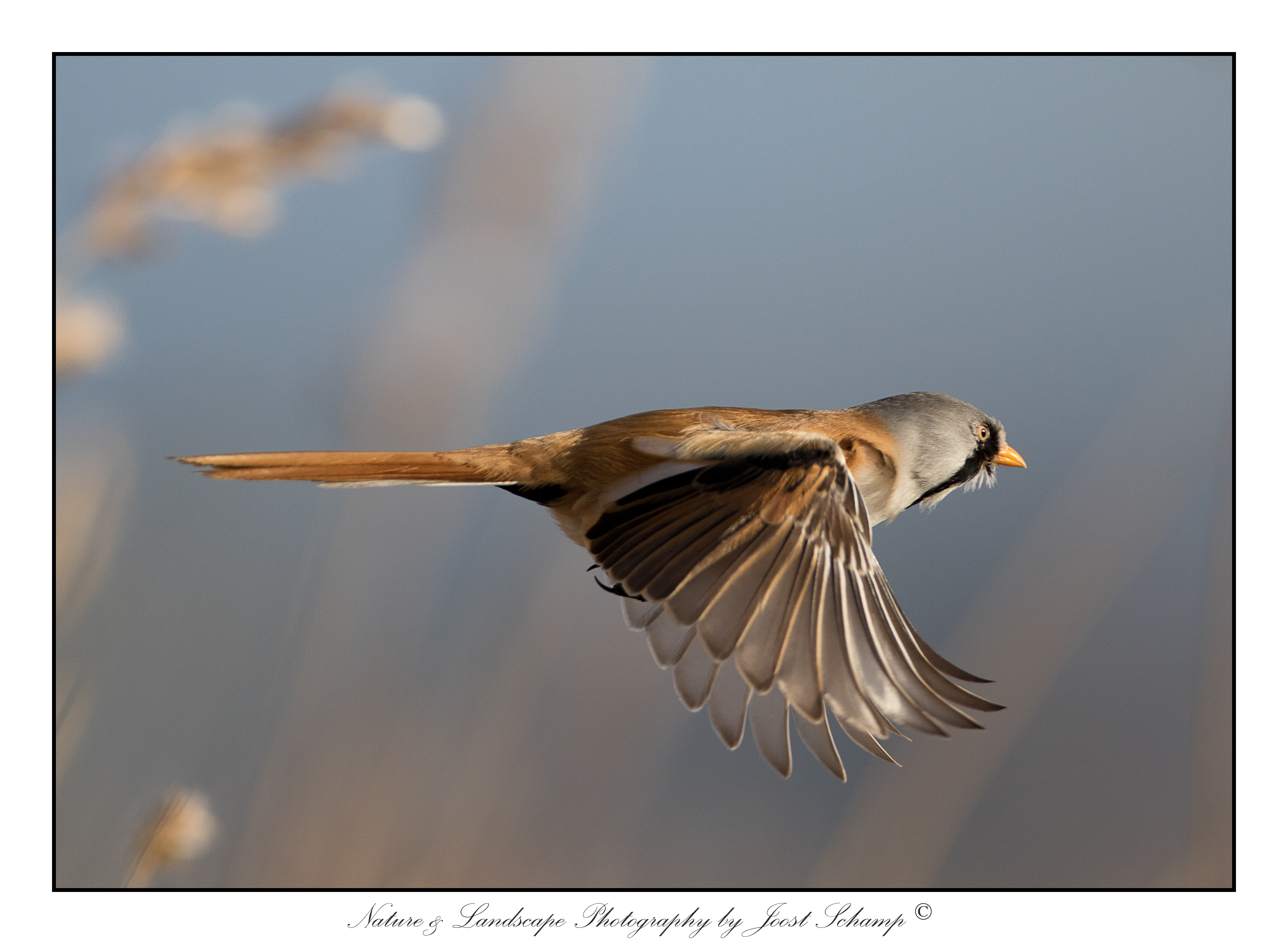 baardman-bearded-tit-panure-%C3%A0-moustaches-panuru