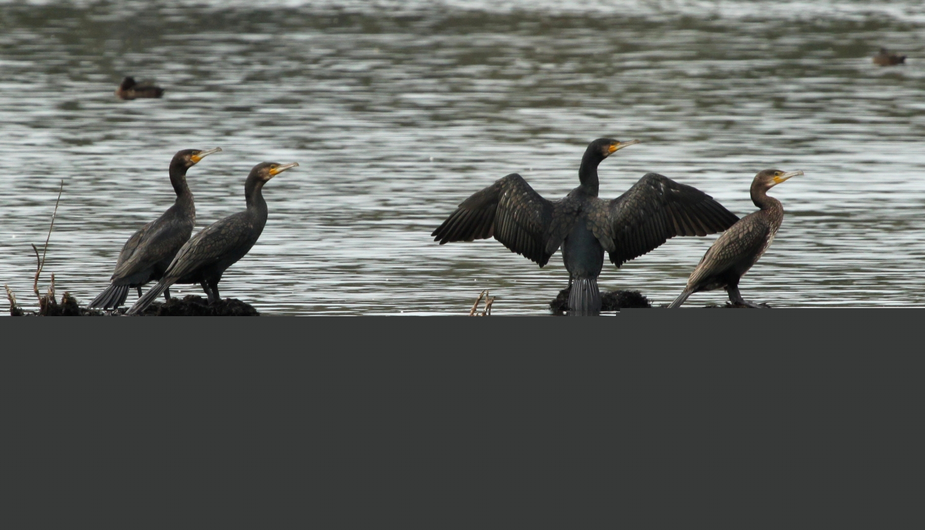 waar-blijven-die-vissen