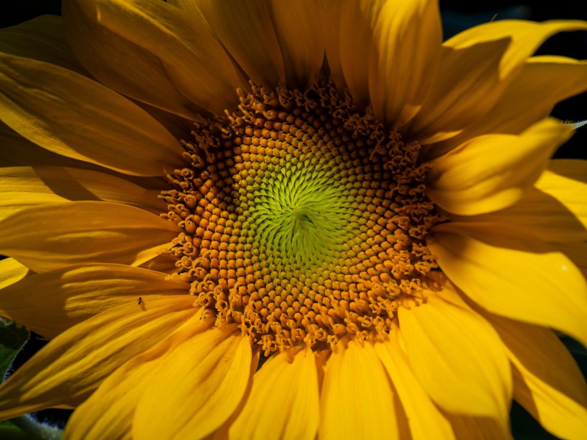 spanning-in-fotografie-5-slimme-technieken
