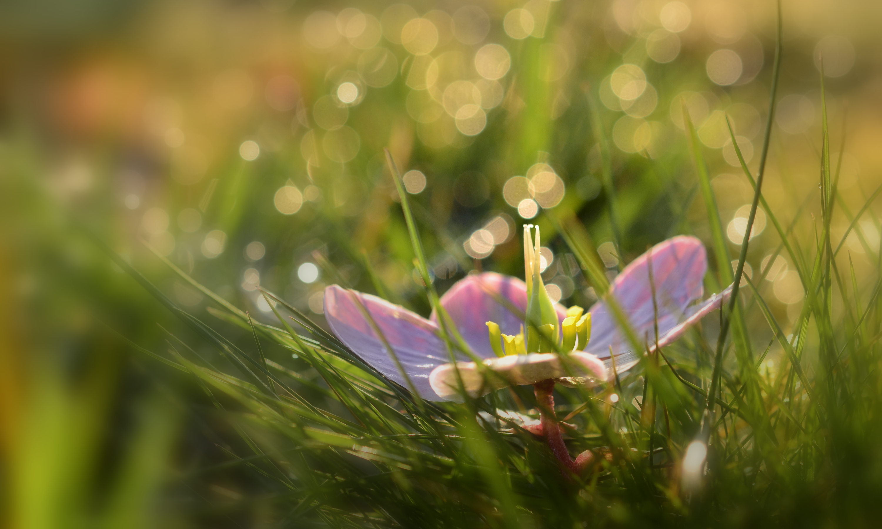 between-small-diamonds