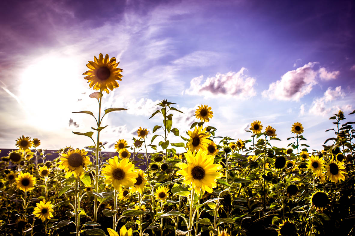 zonnenbloemen
