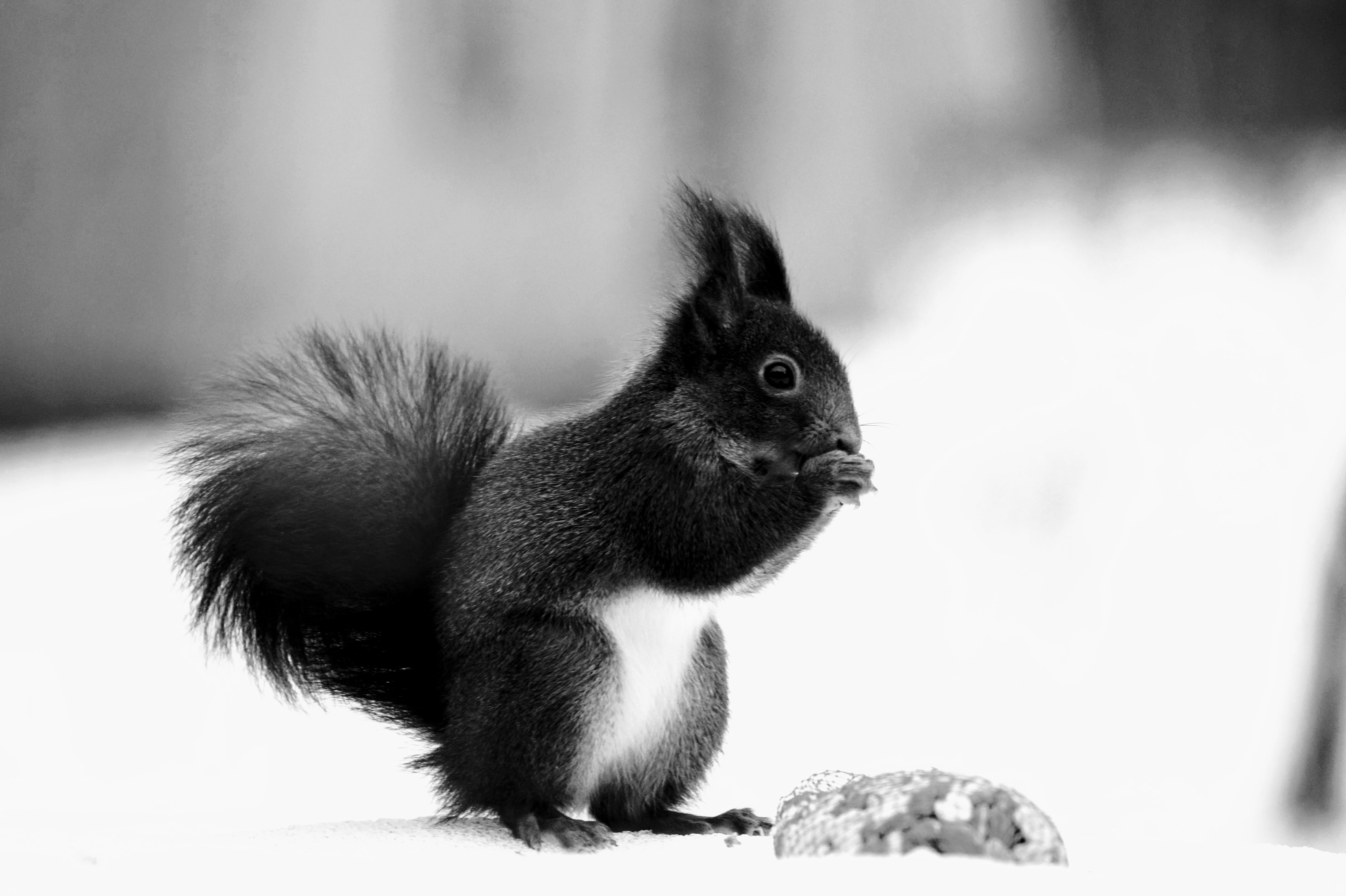 eekhoorn-in-de-sneeuw