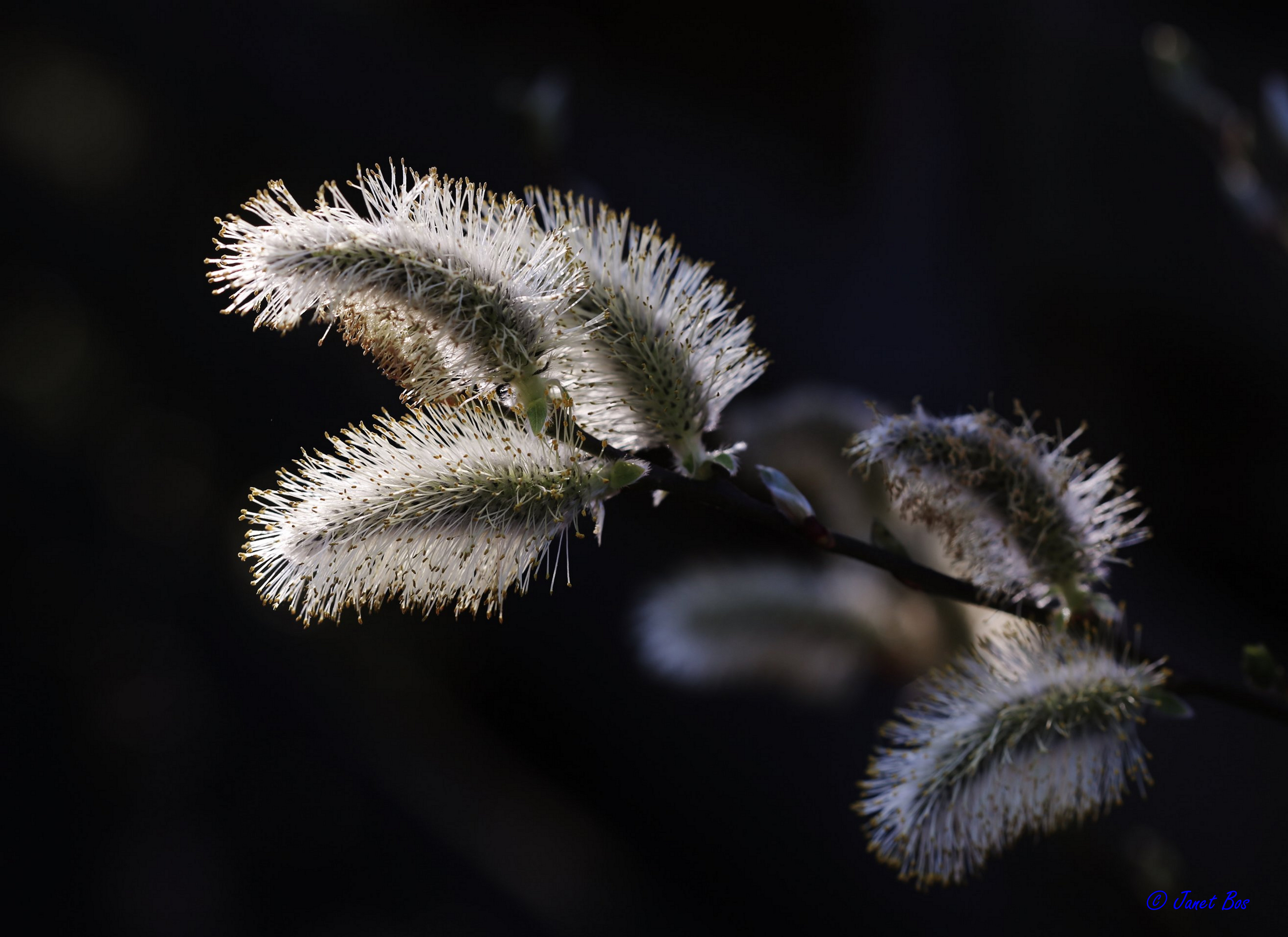 prachtig-licht-op-katjes