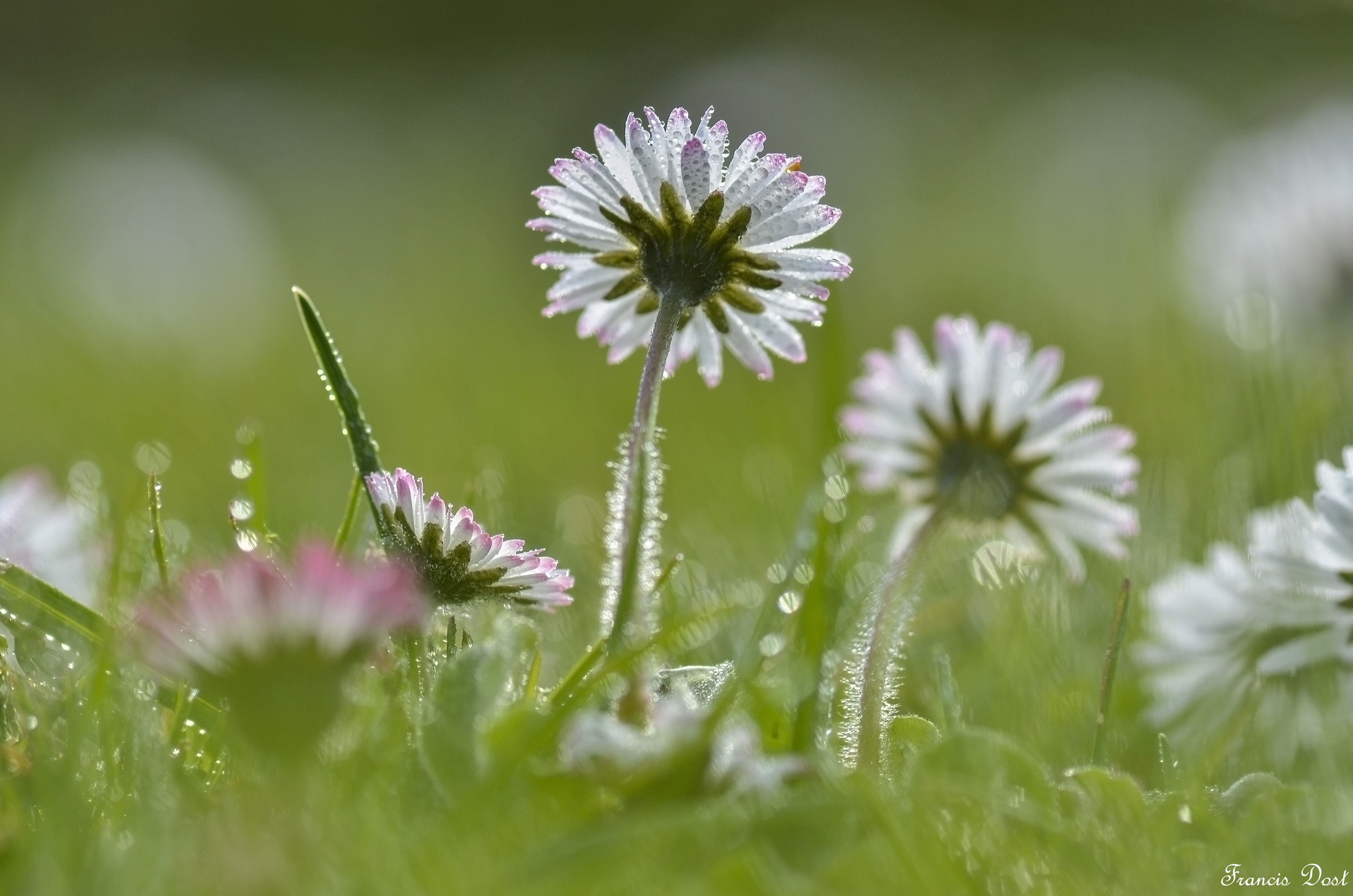 pareltjes-in-de-natuur