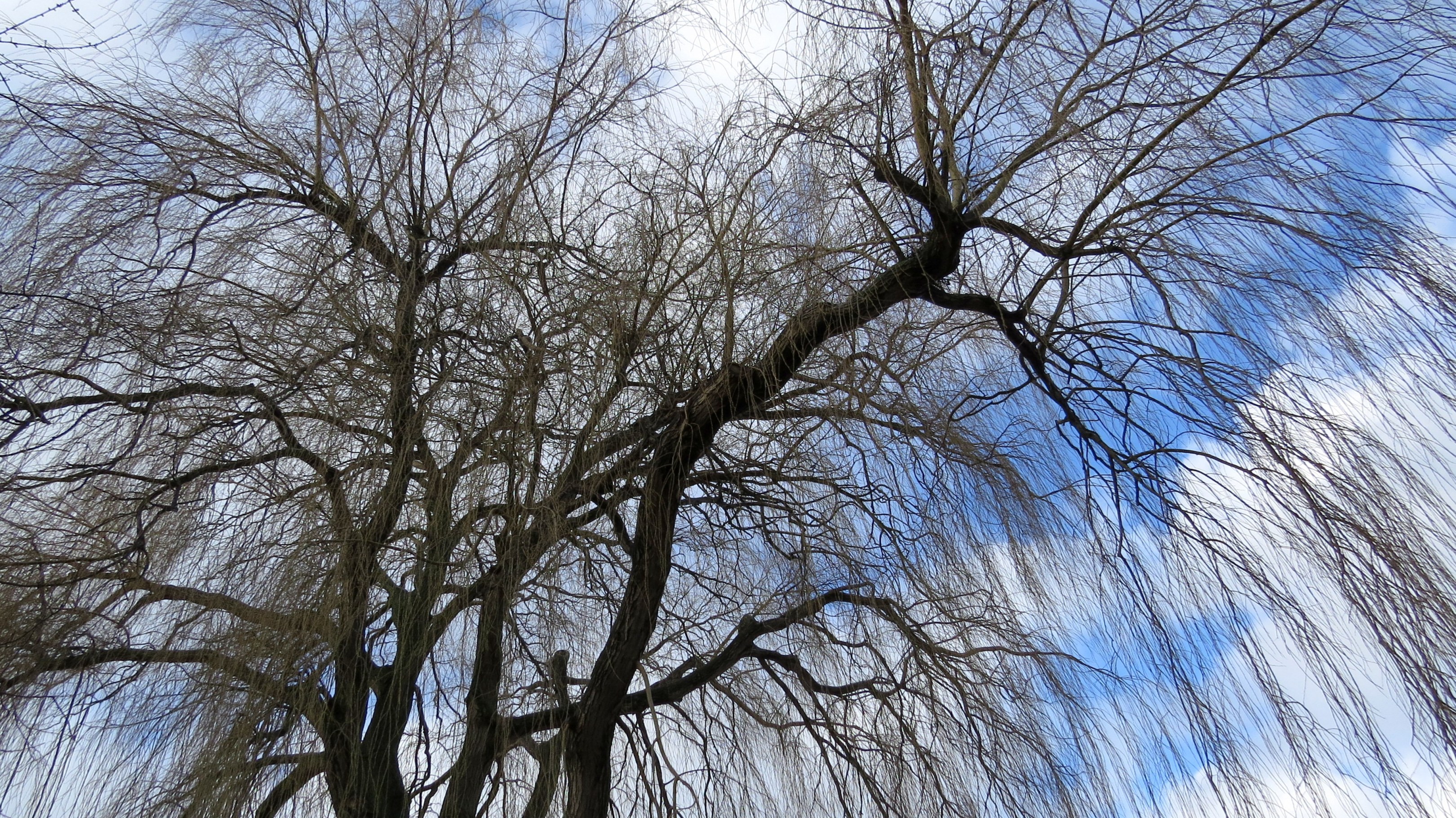 wilg-baadt-in-het-winterlicht-licht