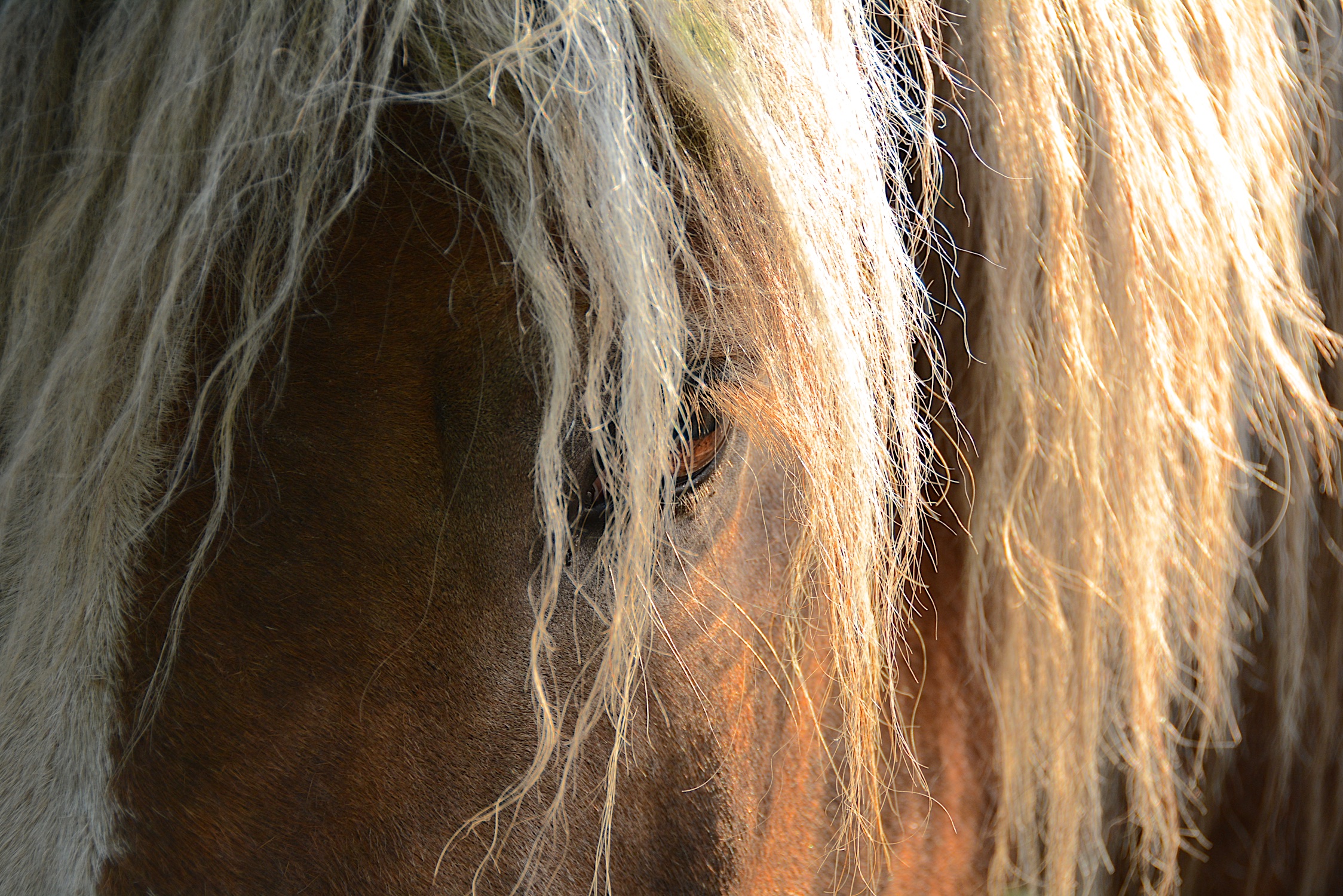 lichtblond-haar-bruine-ogen