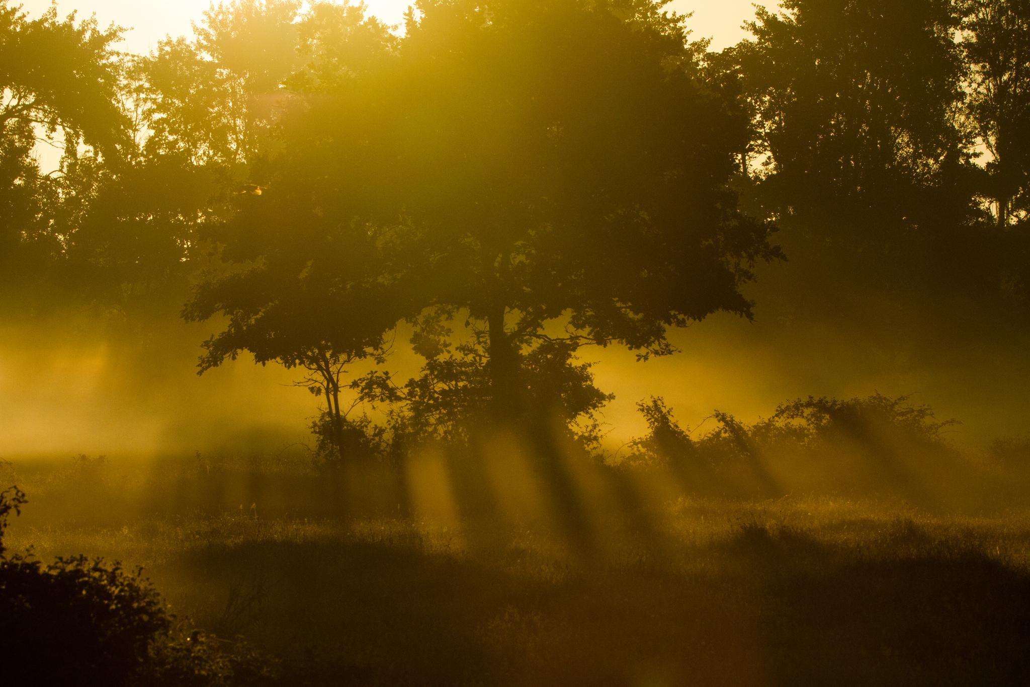 natuurgebied-renesse-bij-zonsopkomst-met-mist