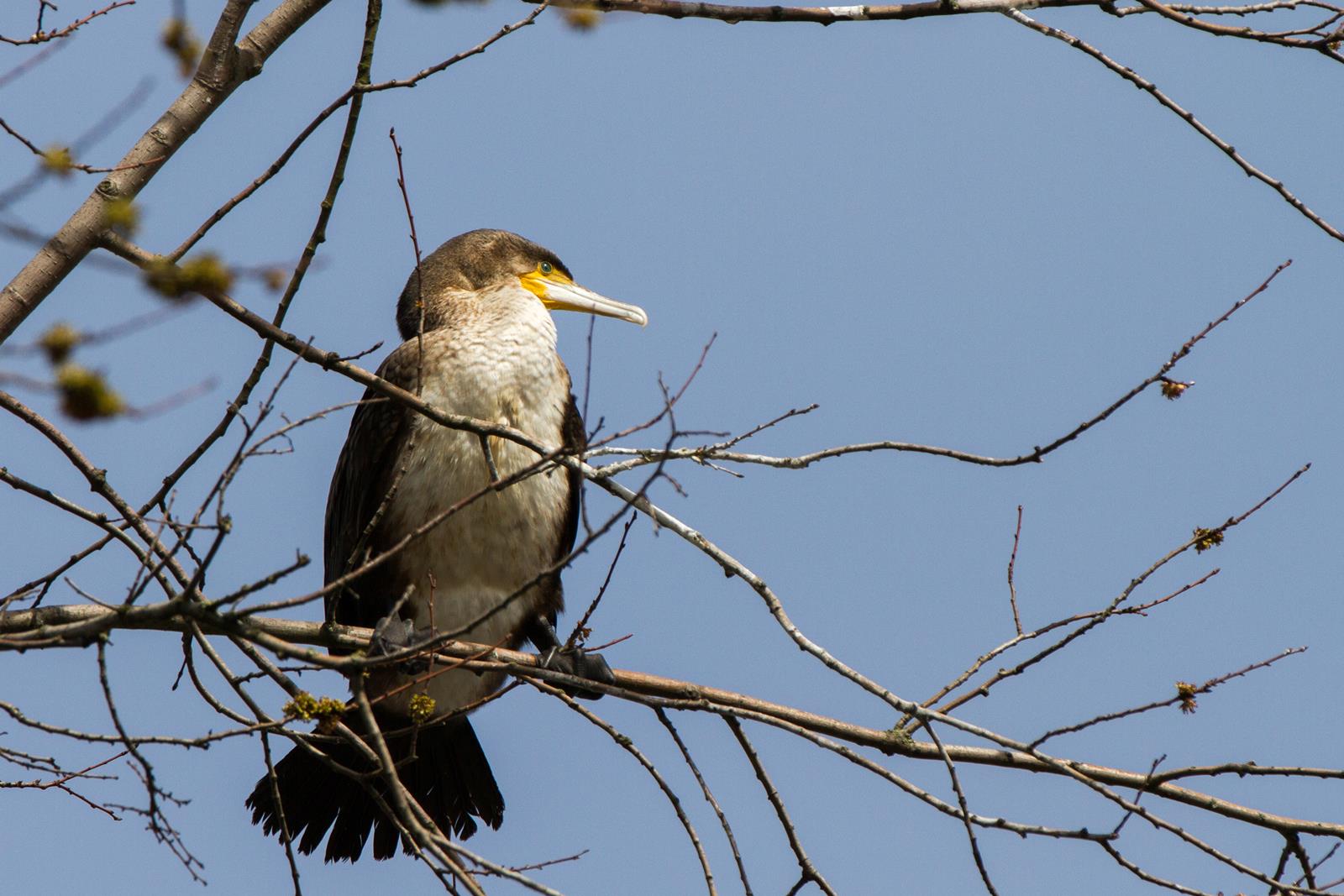 aalscholver-in-een-boom