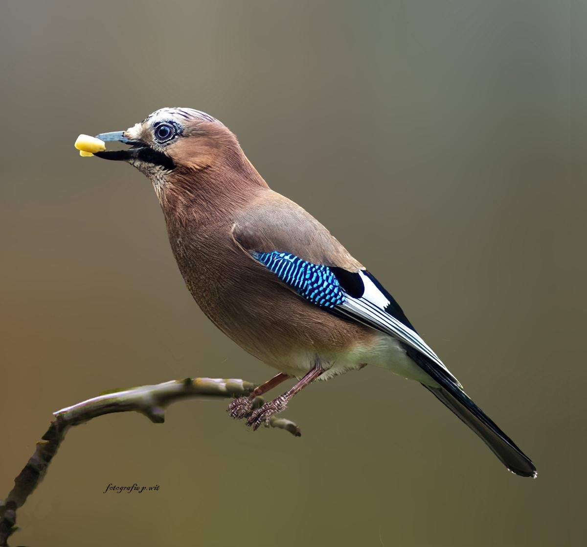 de-vlaamse-gaai-in-de-tuin