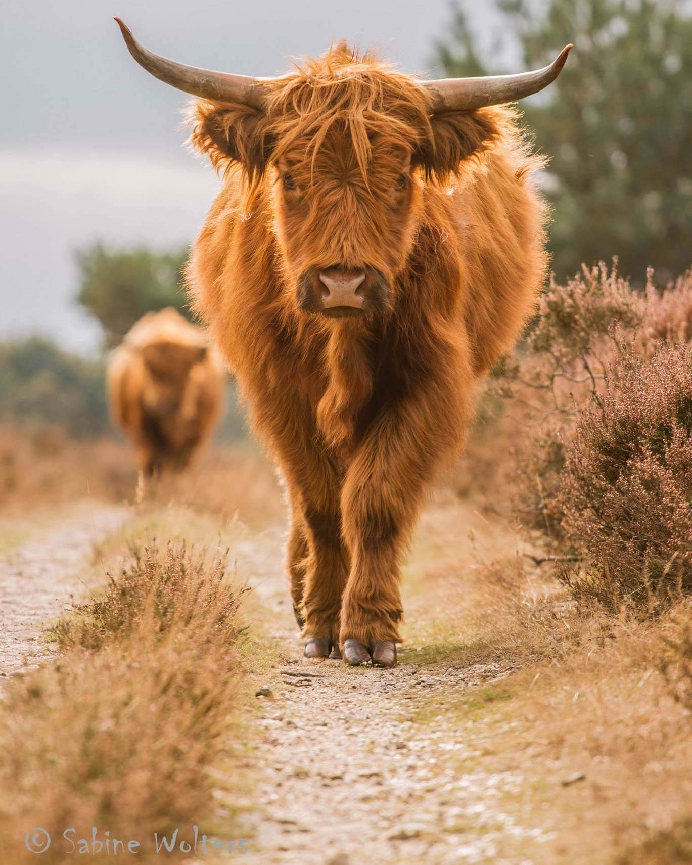 schotse-hooglander-10