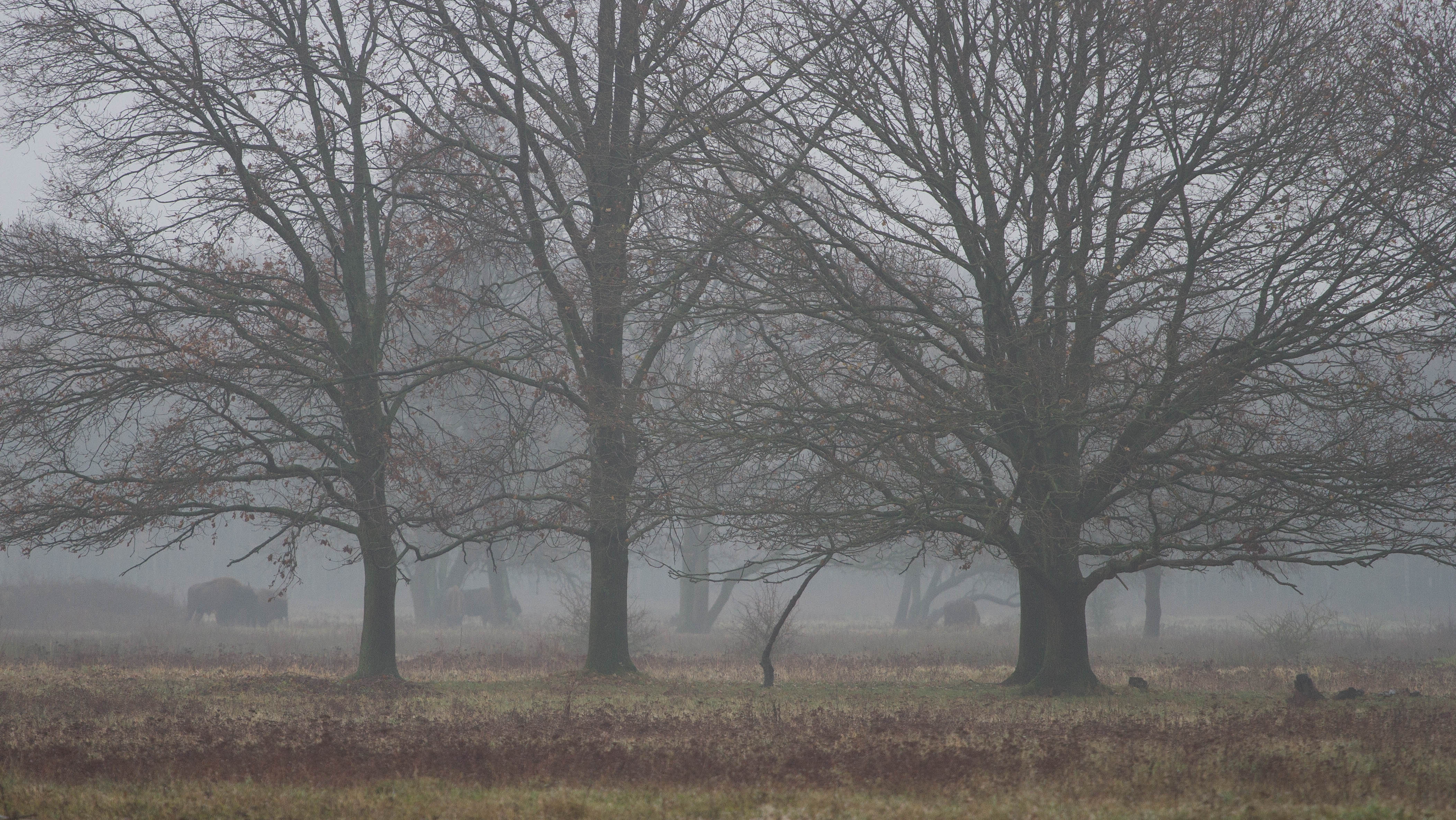 wisenten-in-de-verte