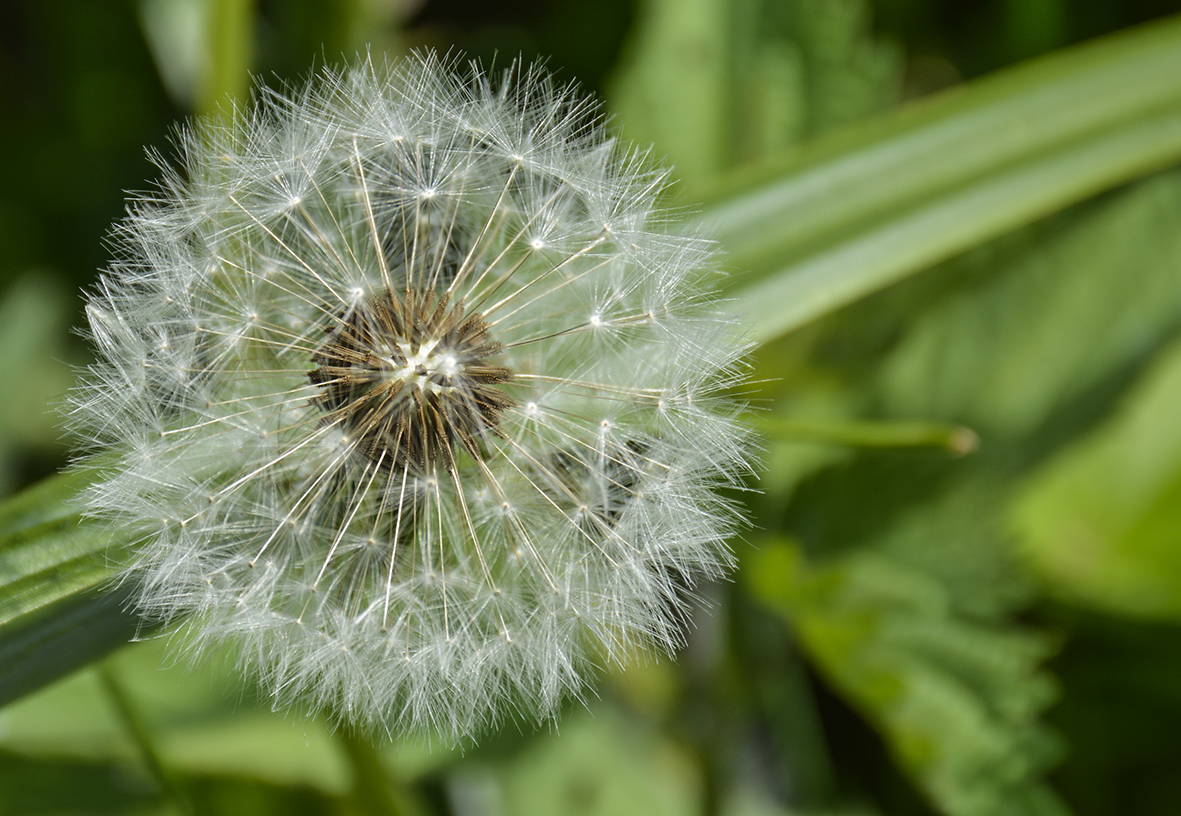 paardenbloem-11
