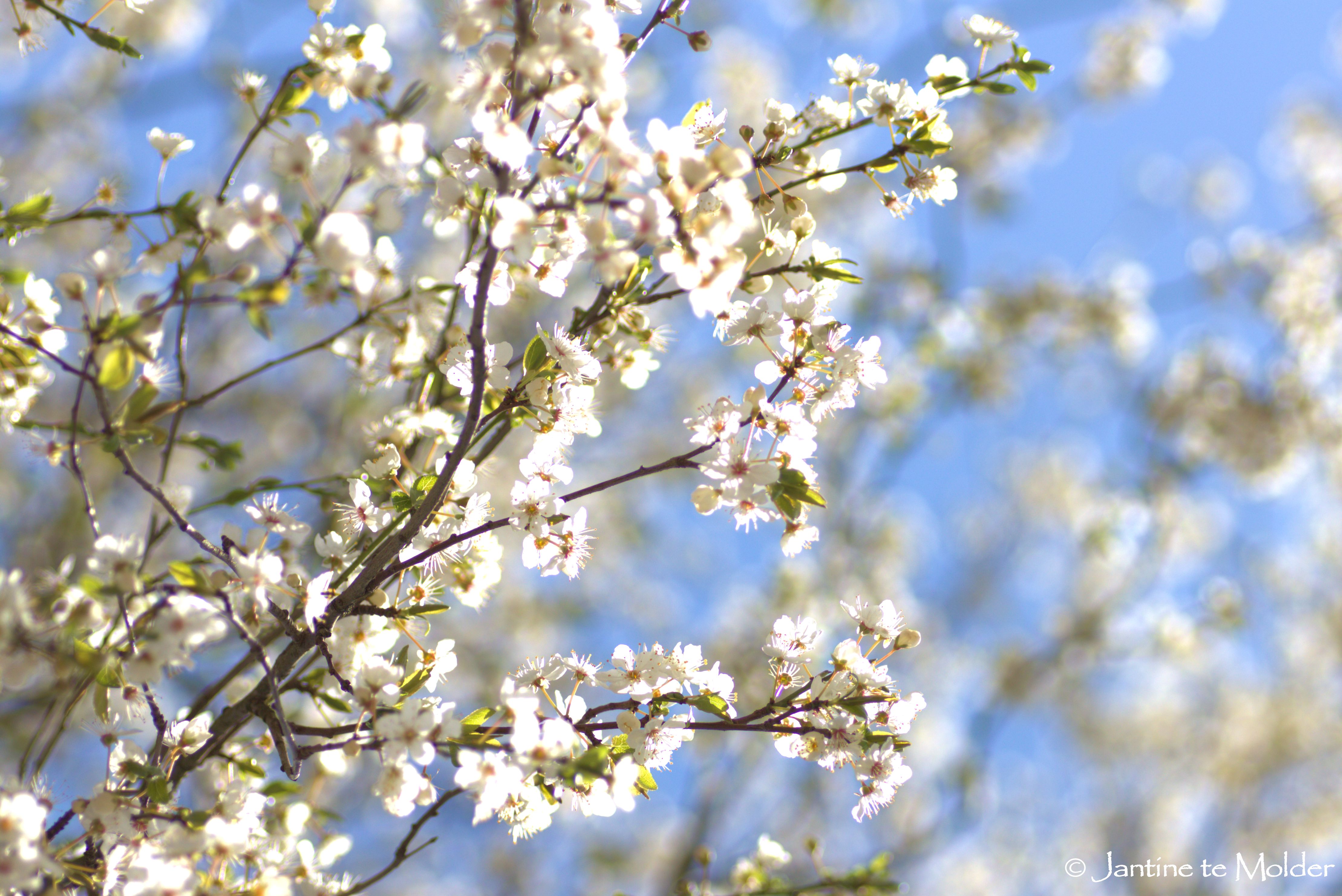 bloesem-27